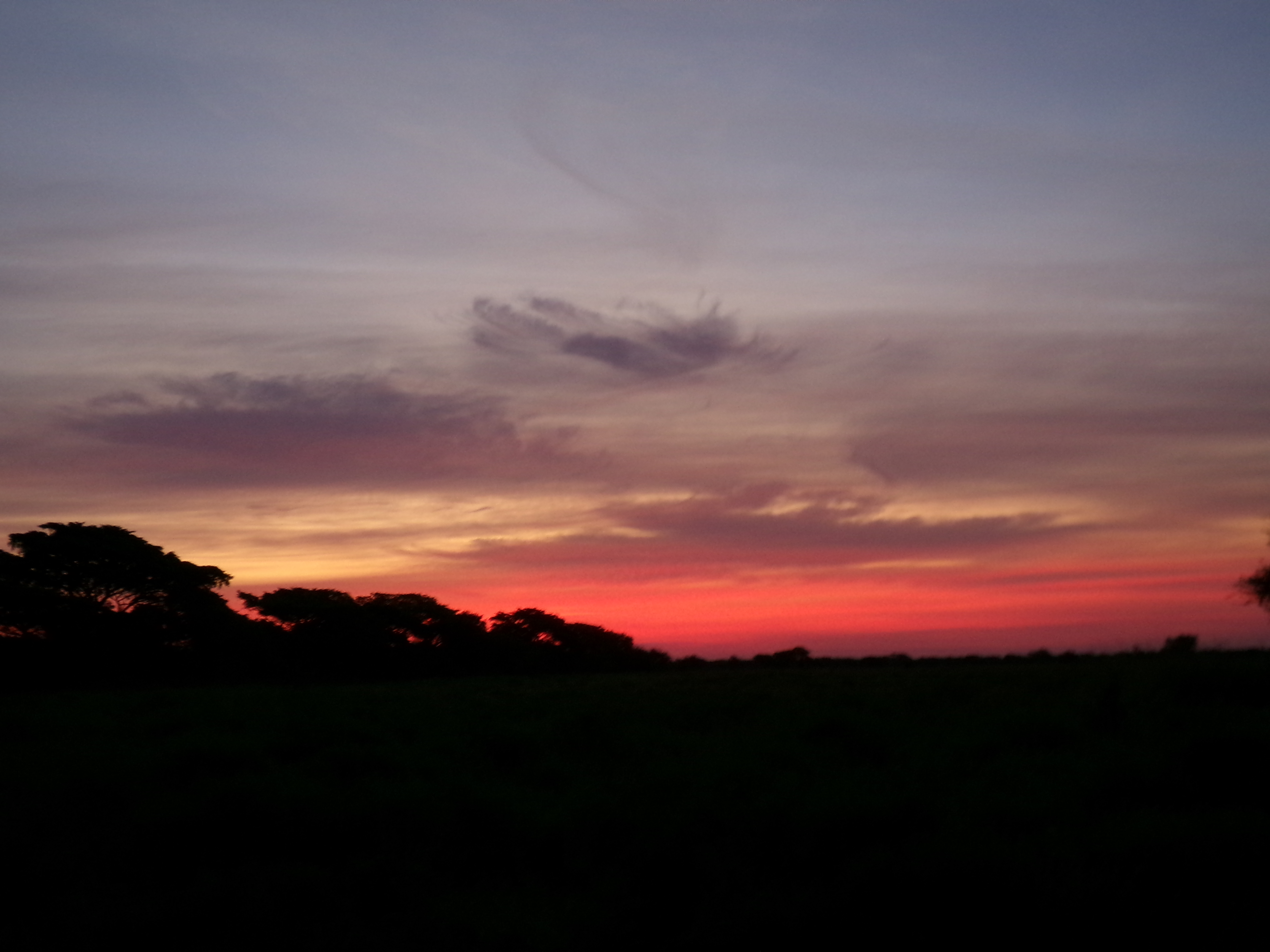 Cara Sexton: sunset over the bush