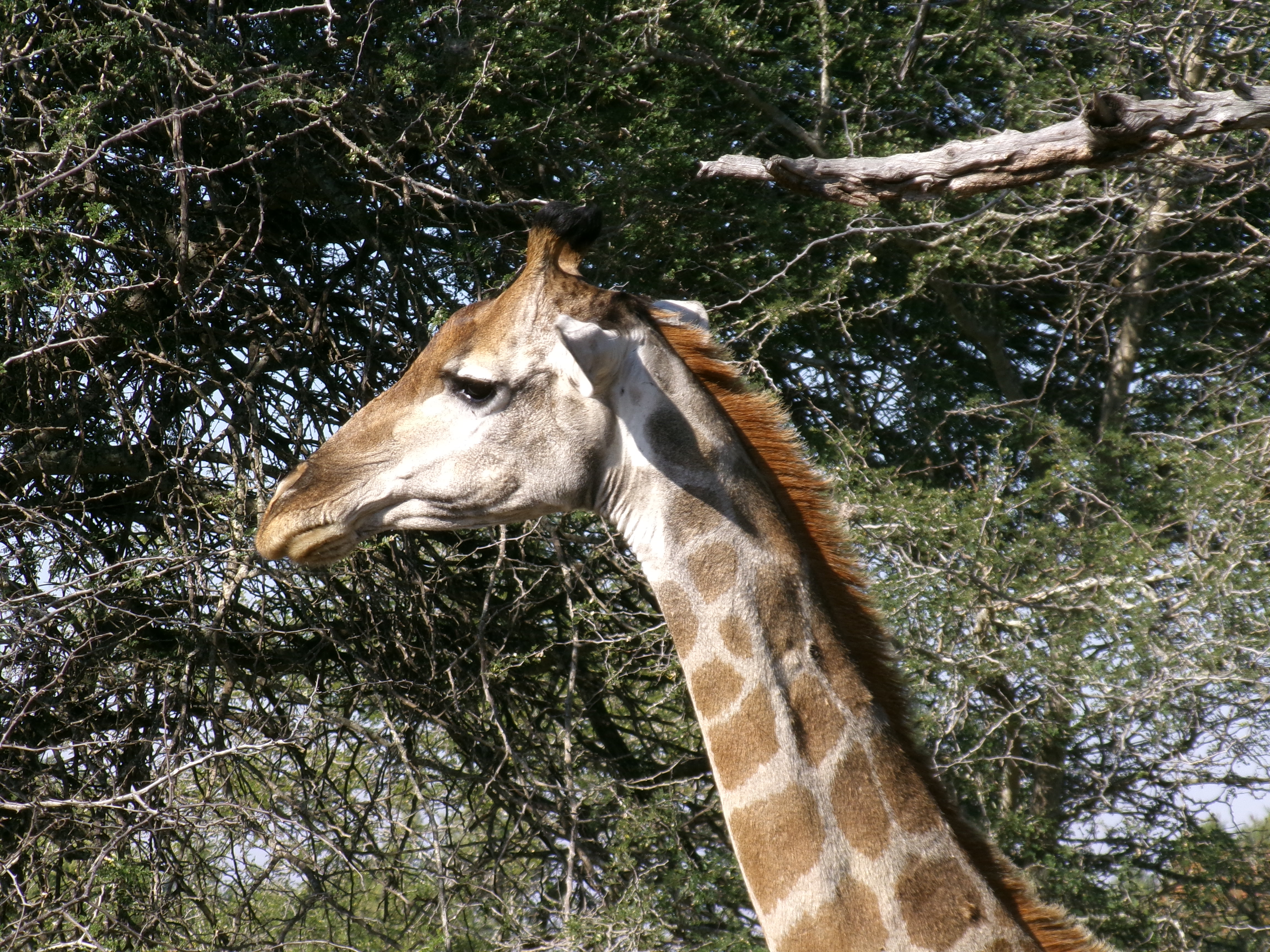 Cara Sexton: giraffe browsing on leaves 