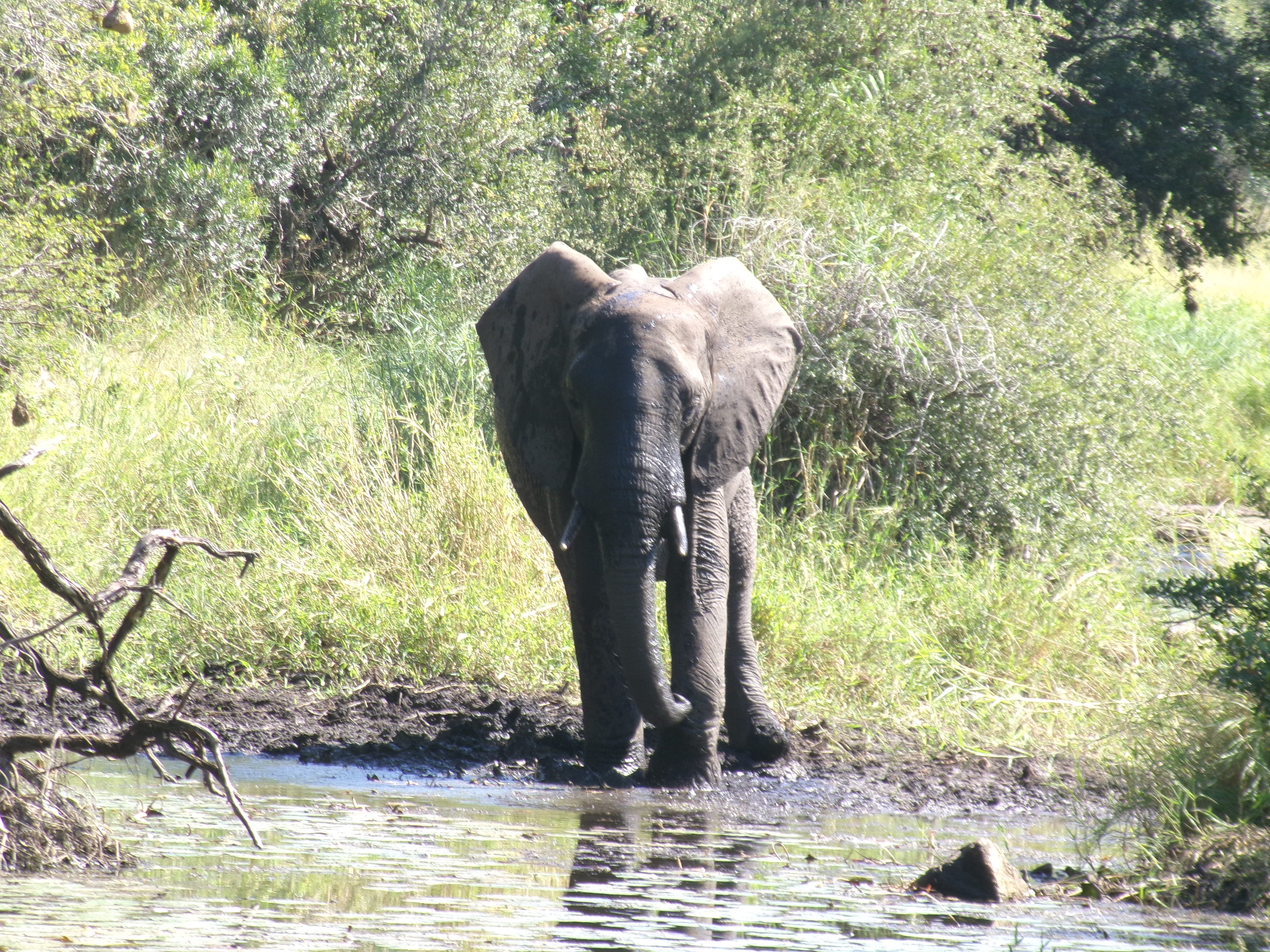 Cara Sexton: elephant in the bush