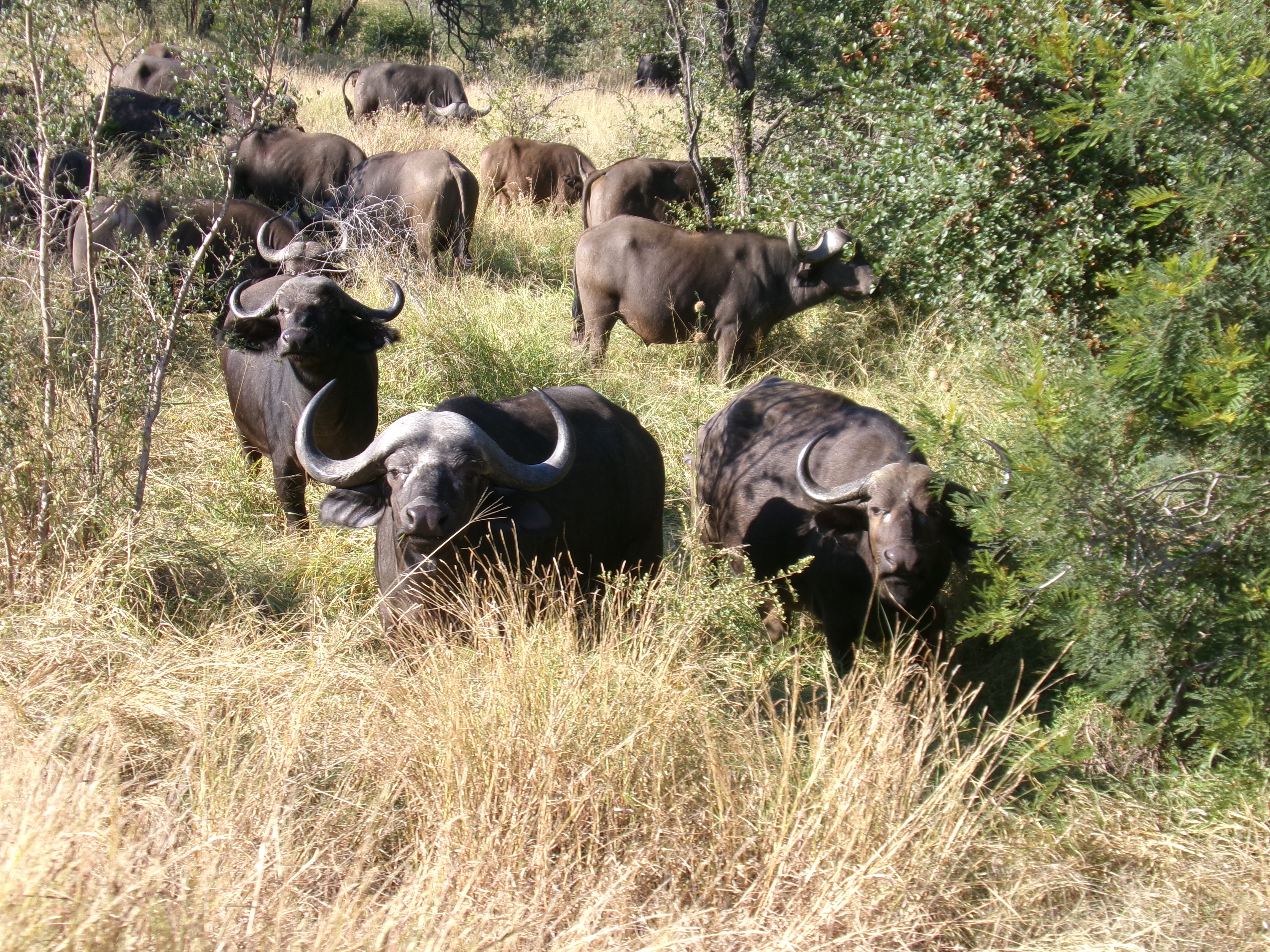 Cara Sexton: herd of buffalo