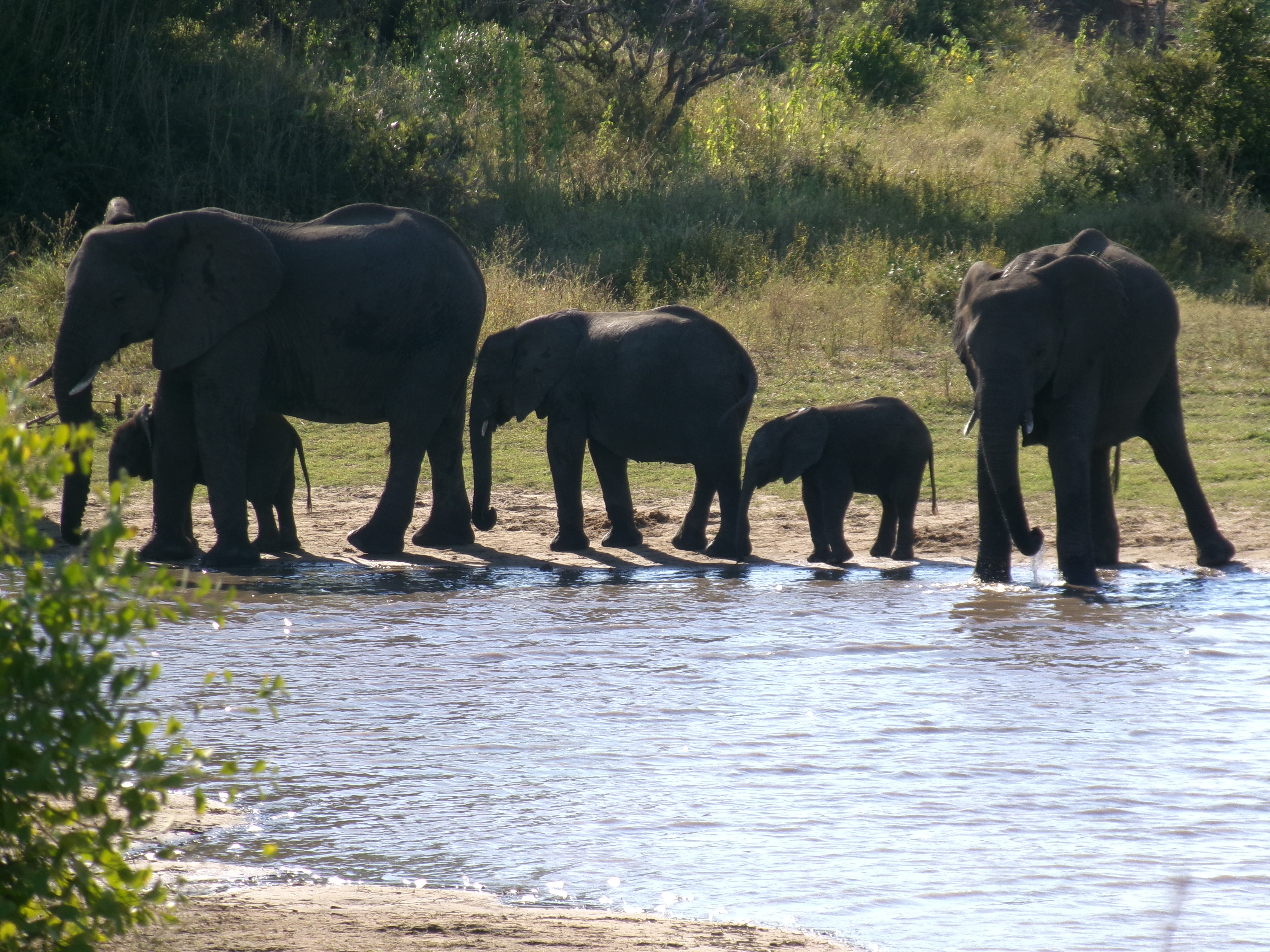 Cara Sexton: herd of elephants by the watering hole