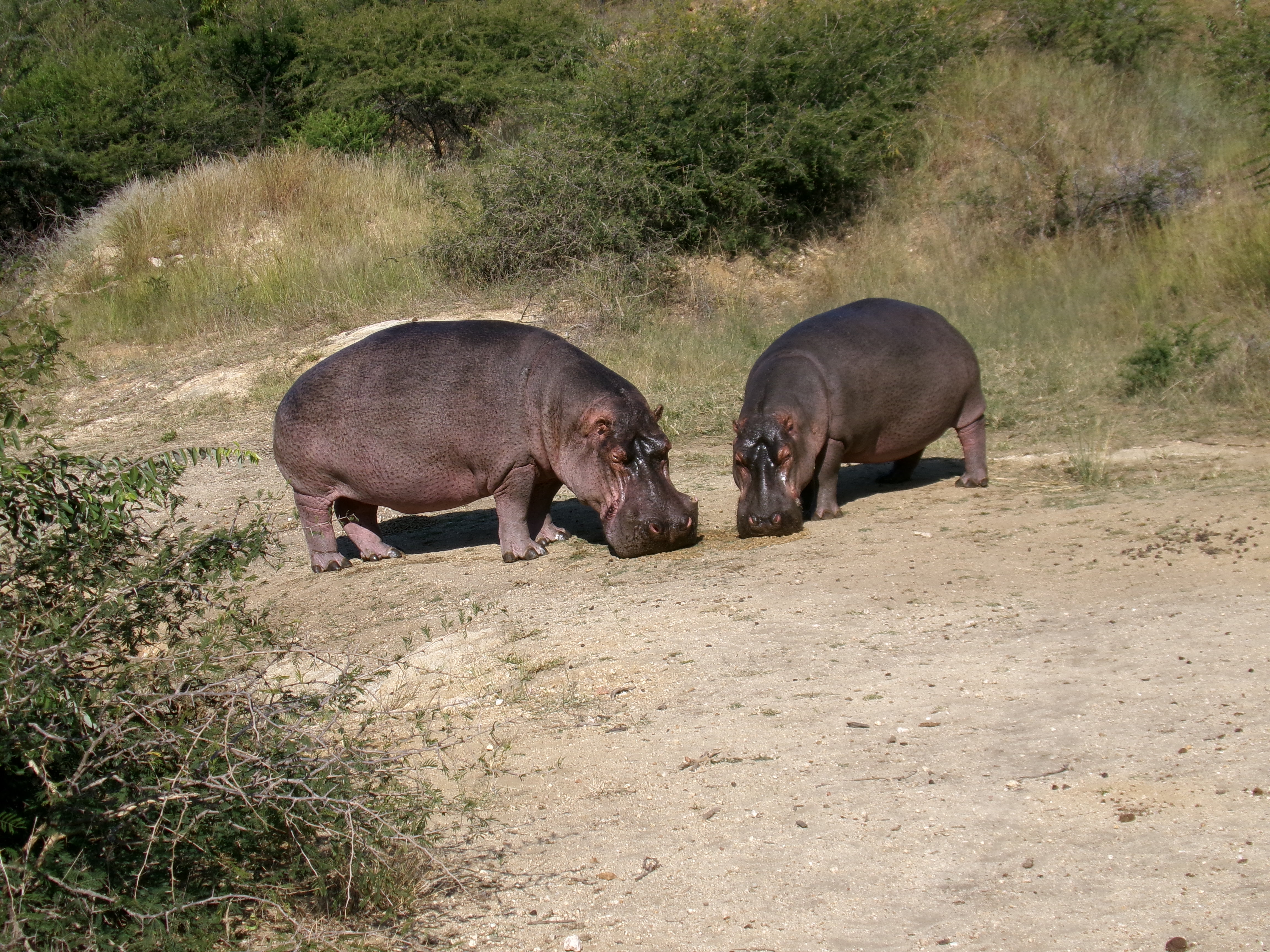 Cara Sexton: two hippos in the bush