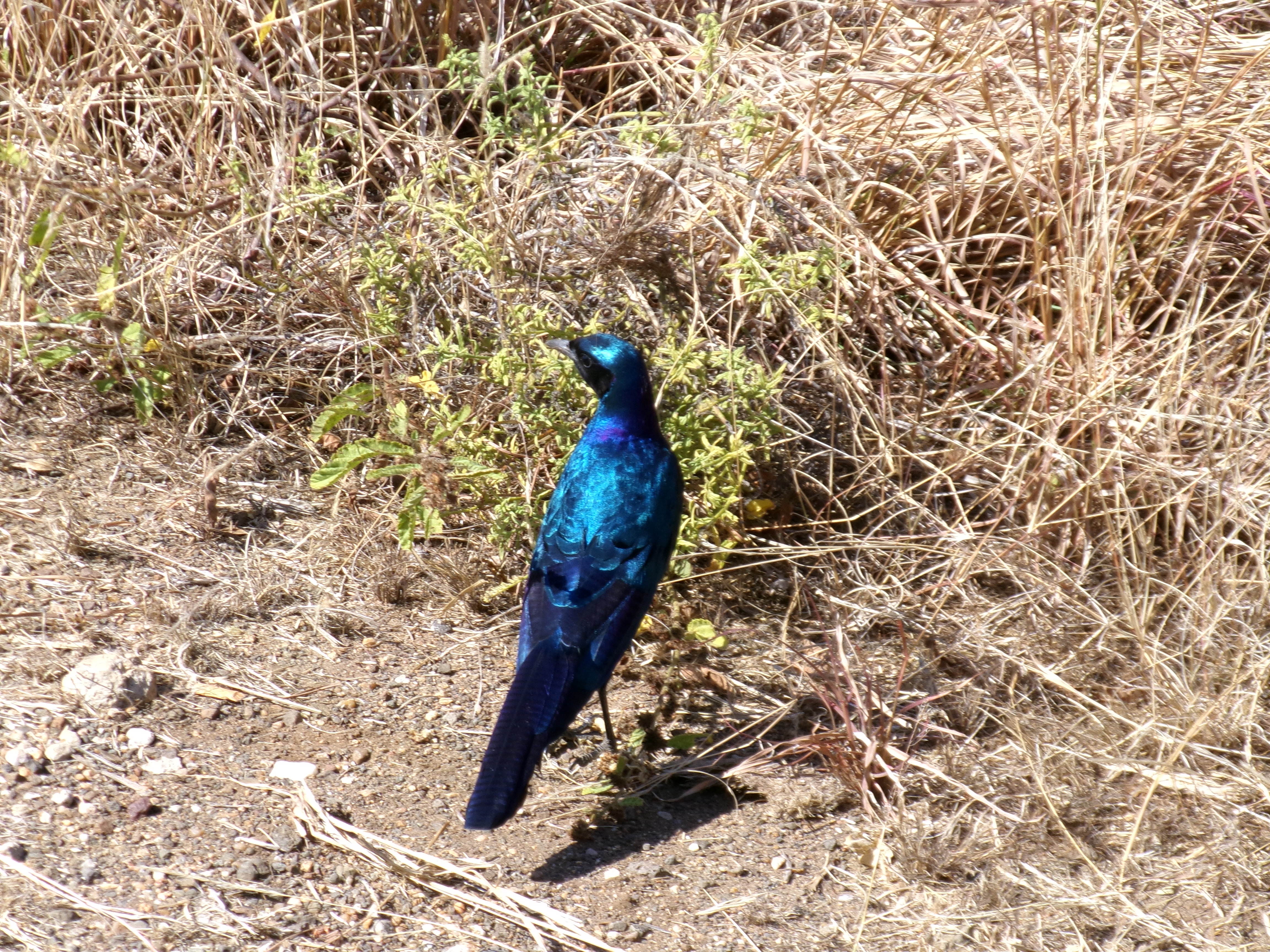 Cara Sexton: bright blue bird