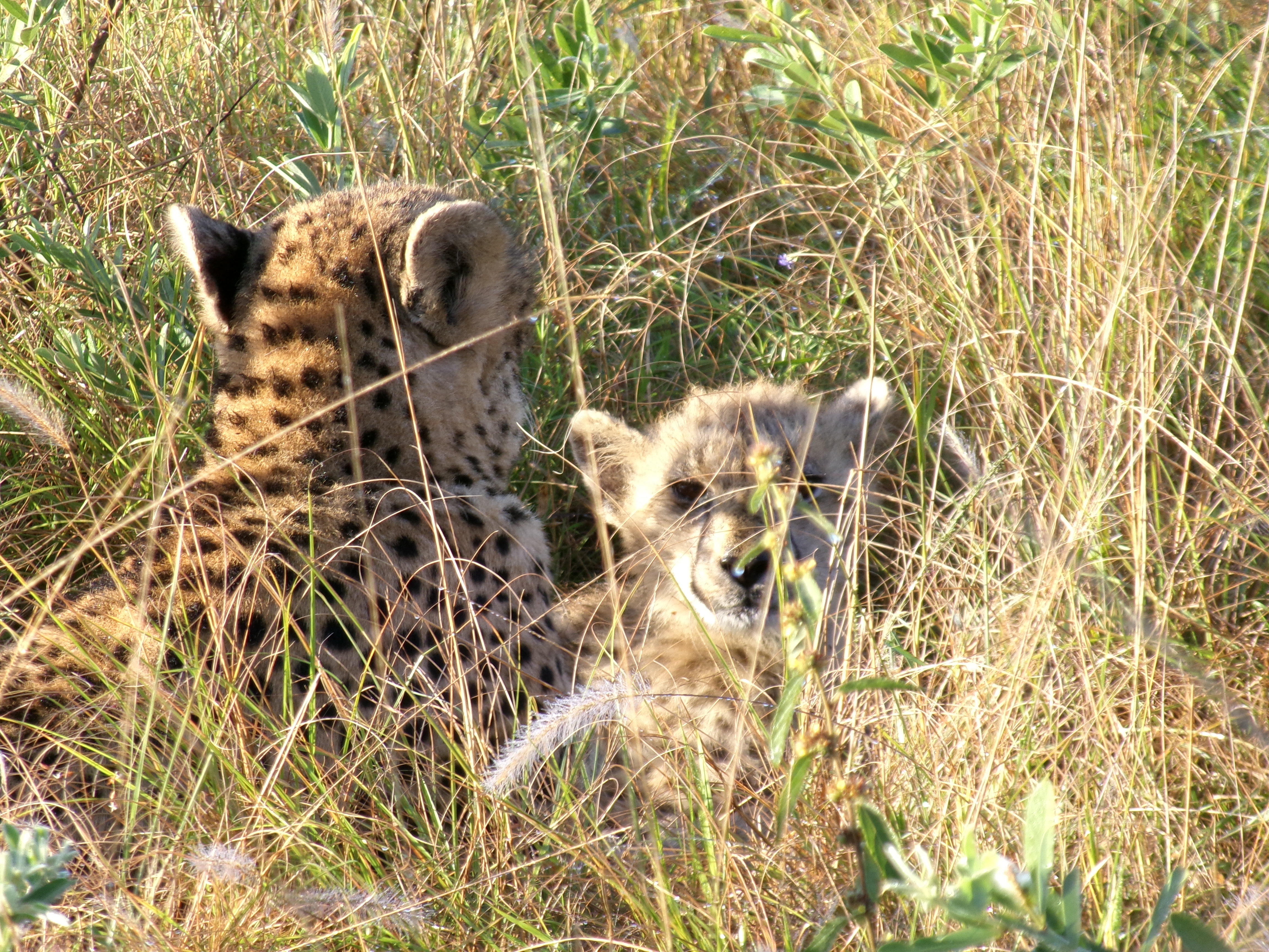 Cara Sexton: cheetah in the bush