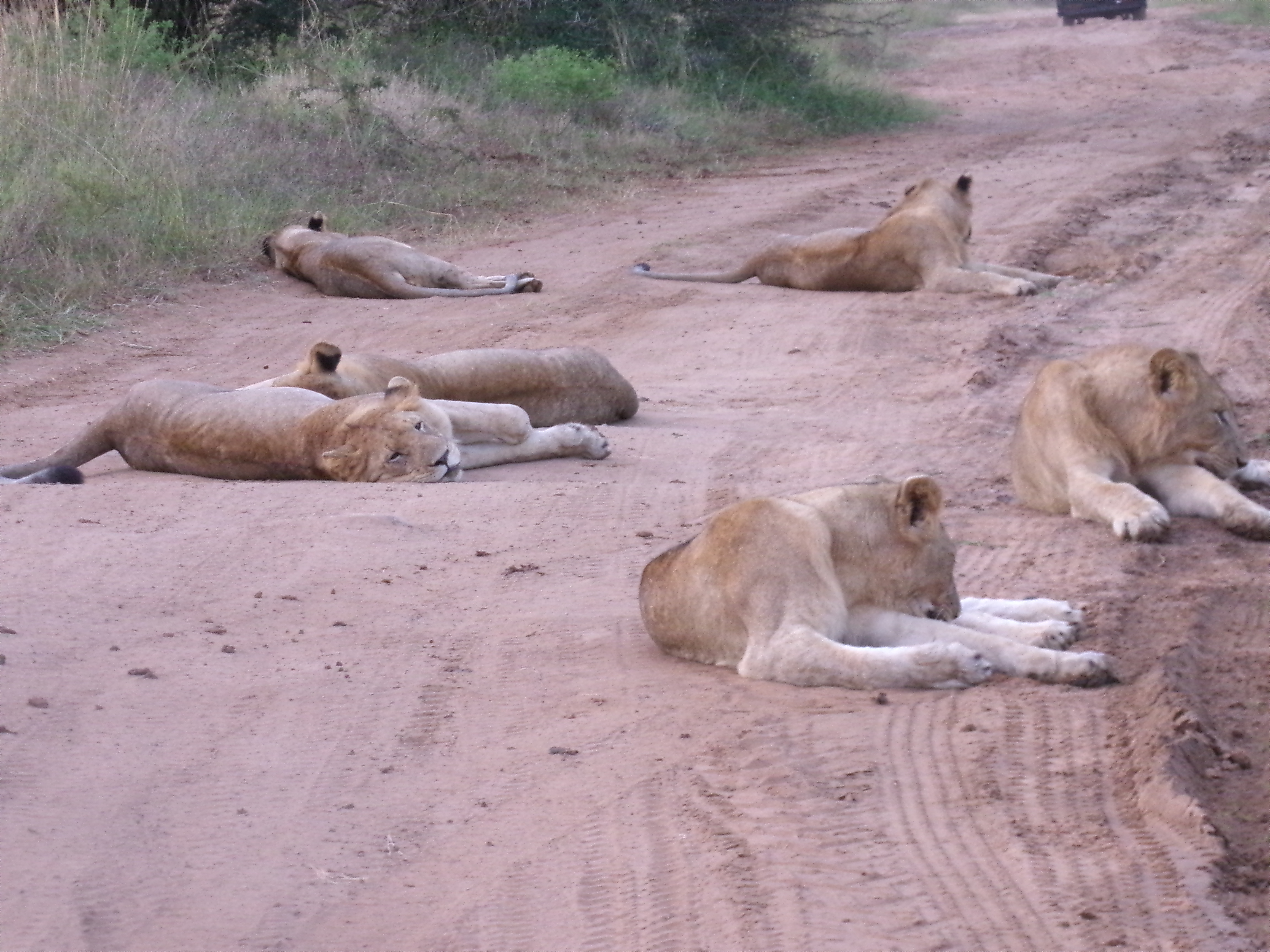 Cara Sexton: group of lions laying on the track