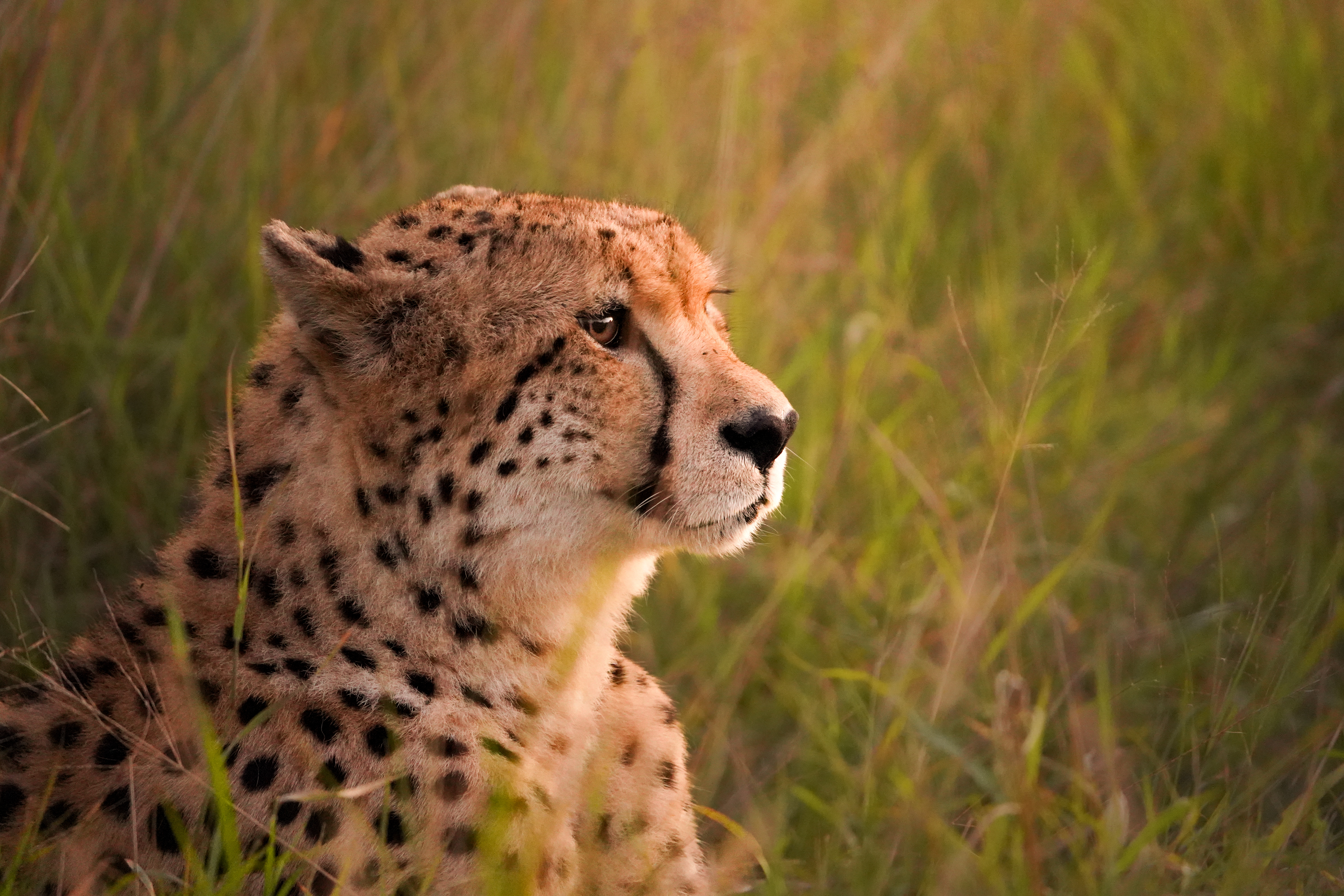 Conservation courses - Conservation courses - Cheetah closeup in the long grass