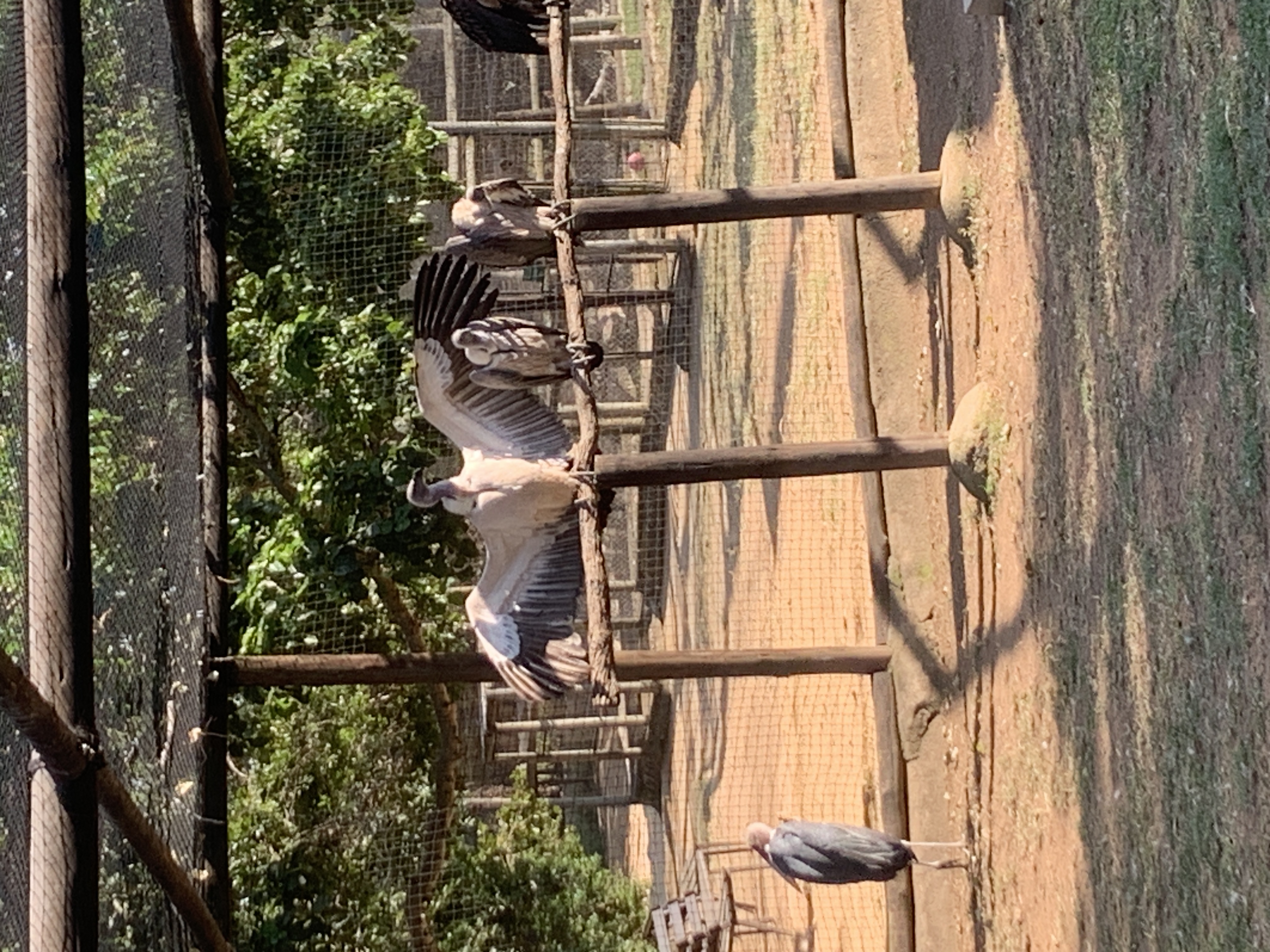 Cara Sexton: a vulture pearched on a stick