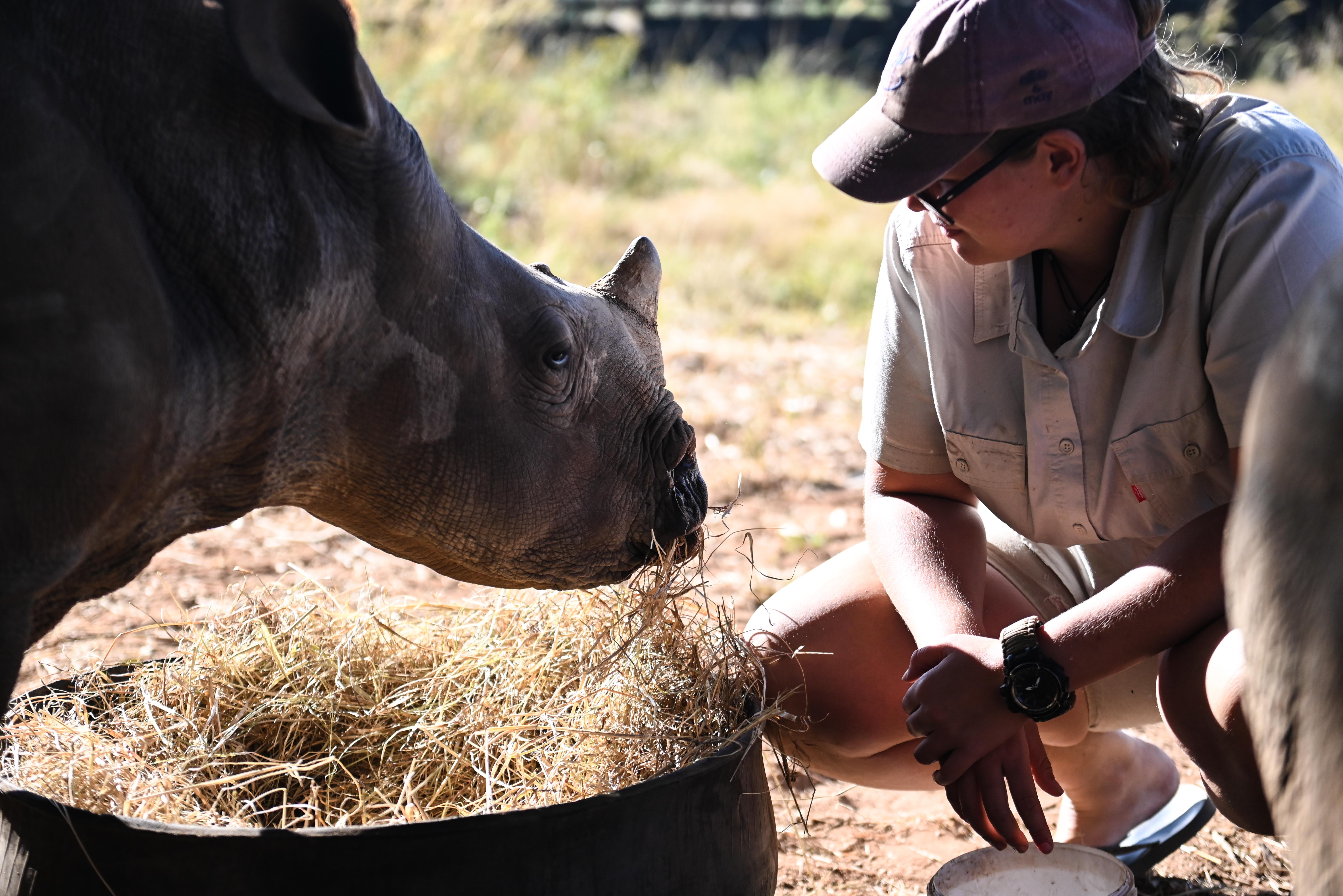 African wildlife adventures - Longer african wildlife adventures - Volunteer feeding a rhino at a sanctuary 