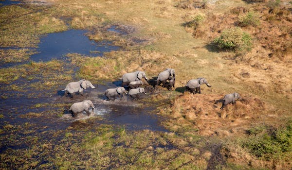 Wildlife short breaks - Wildlife Breaks Up To 14 Nights - Elephants walking across a floodplain