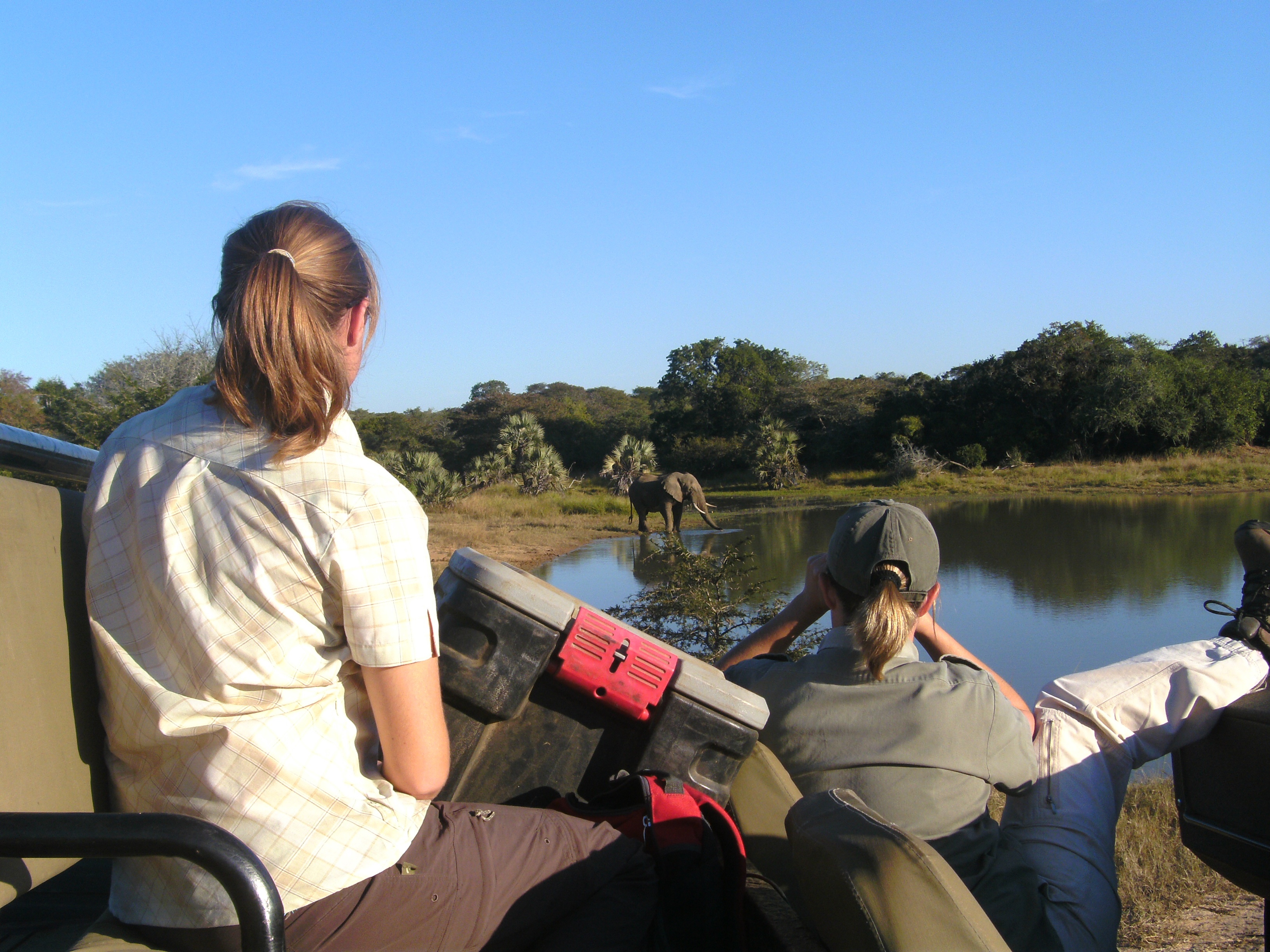 Volunteer work with elephants in Africa - Elephant Conservation Projects - Volunteers monitoring elephants