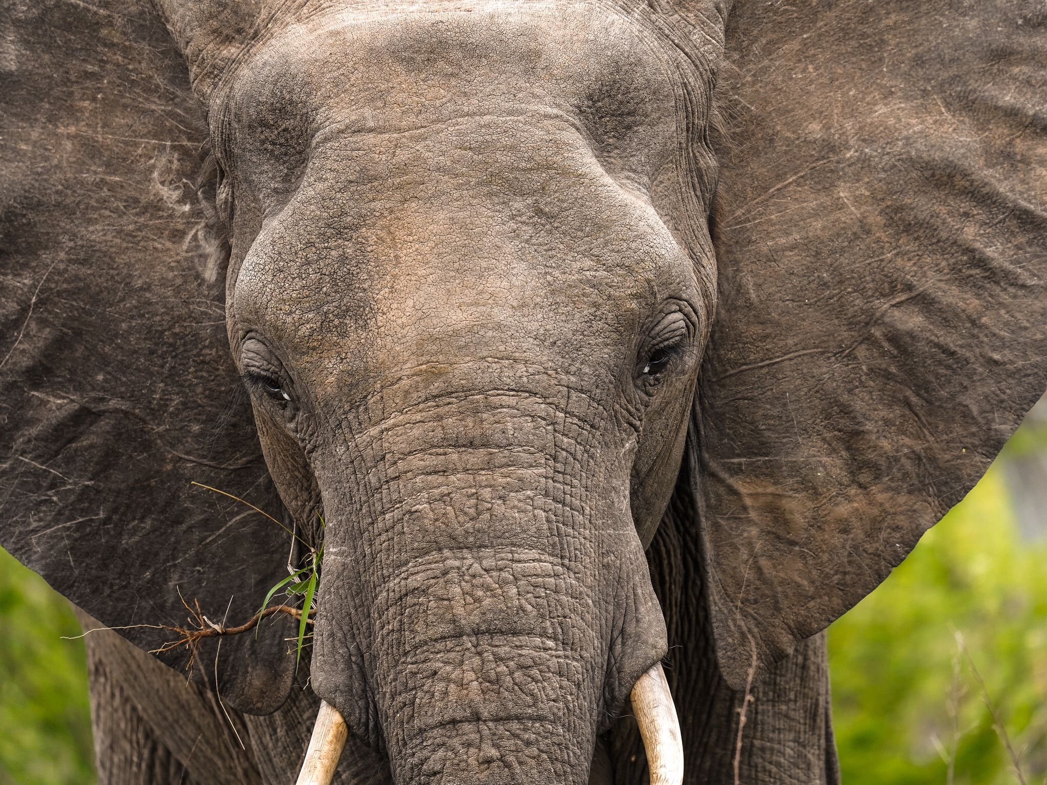 Volunteer work with elephants in Africa - Elephant Conservation Projects - Elephant up close