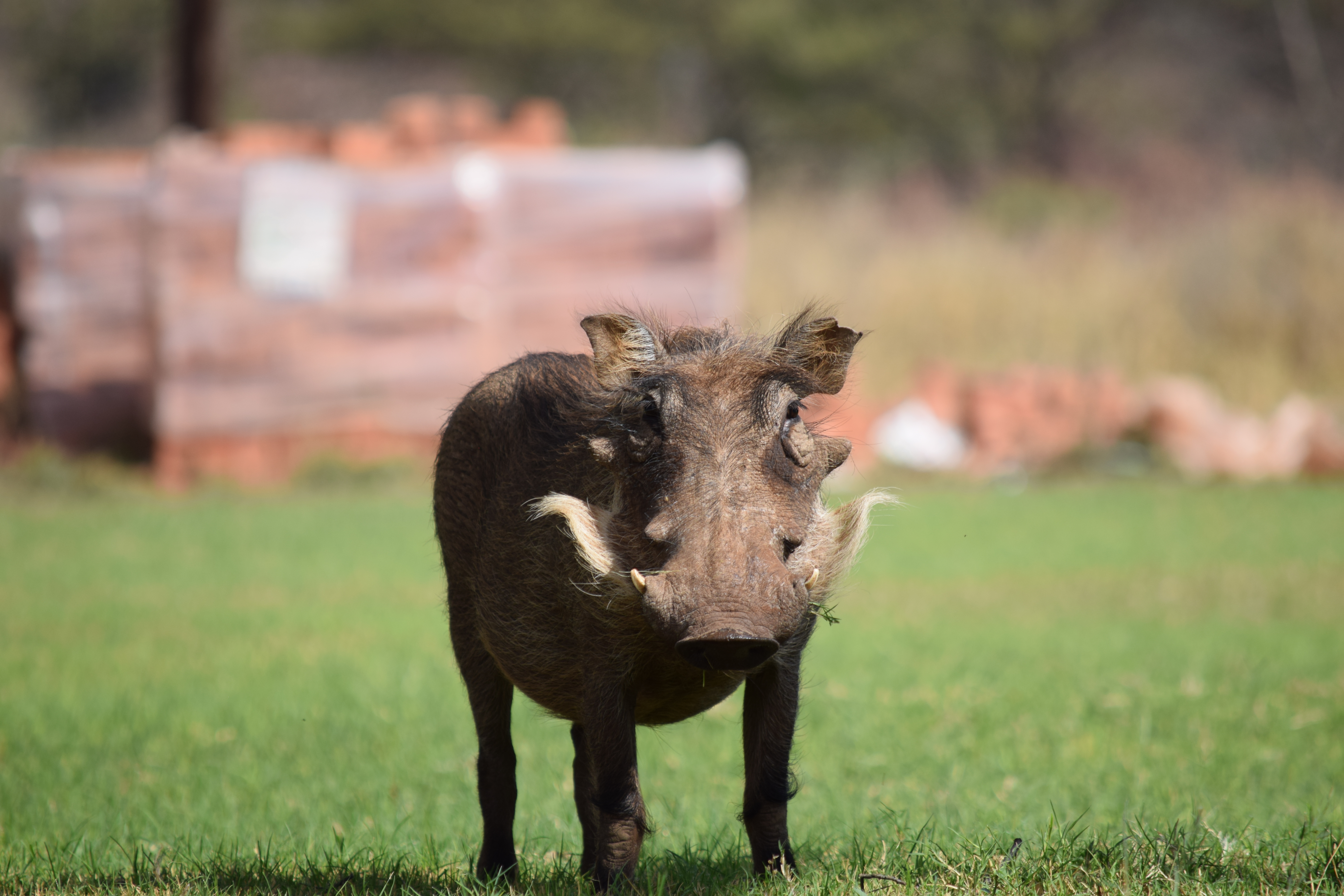 Biology school trips abroad - School Biology Field Trip - Warthog Closeup