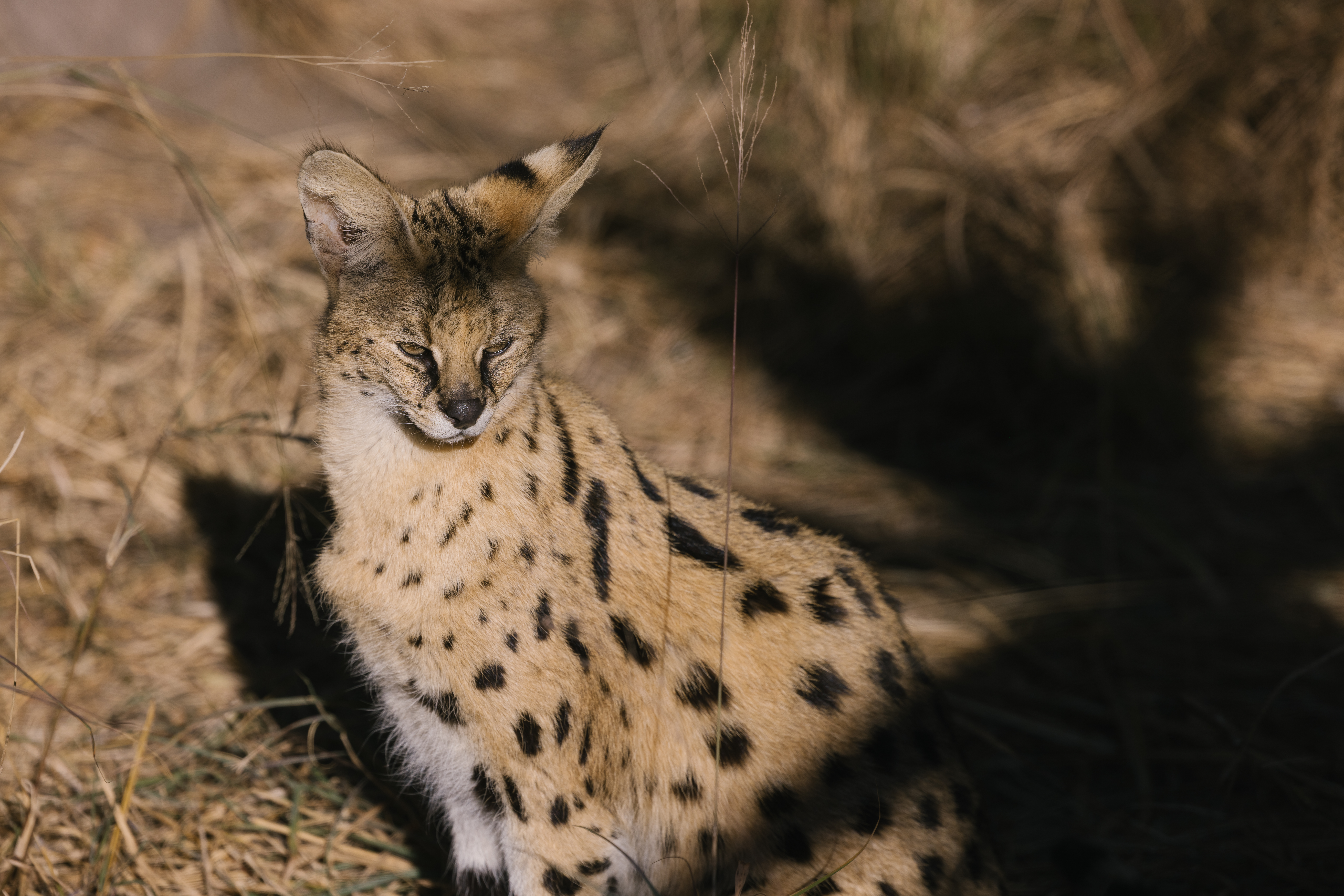 Biology school trips abroad - School Biology Field Trip - Serval looking out in the field