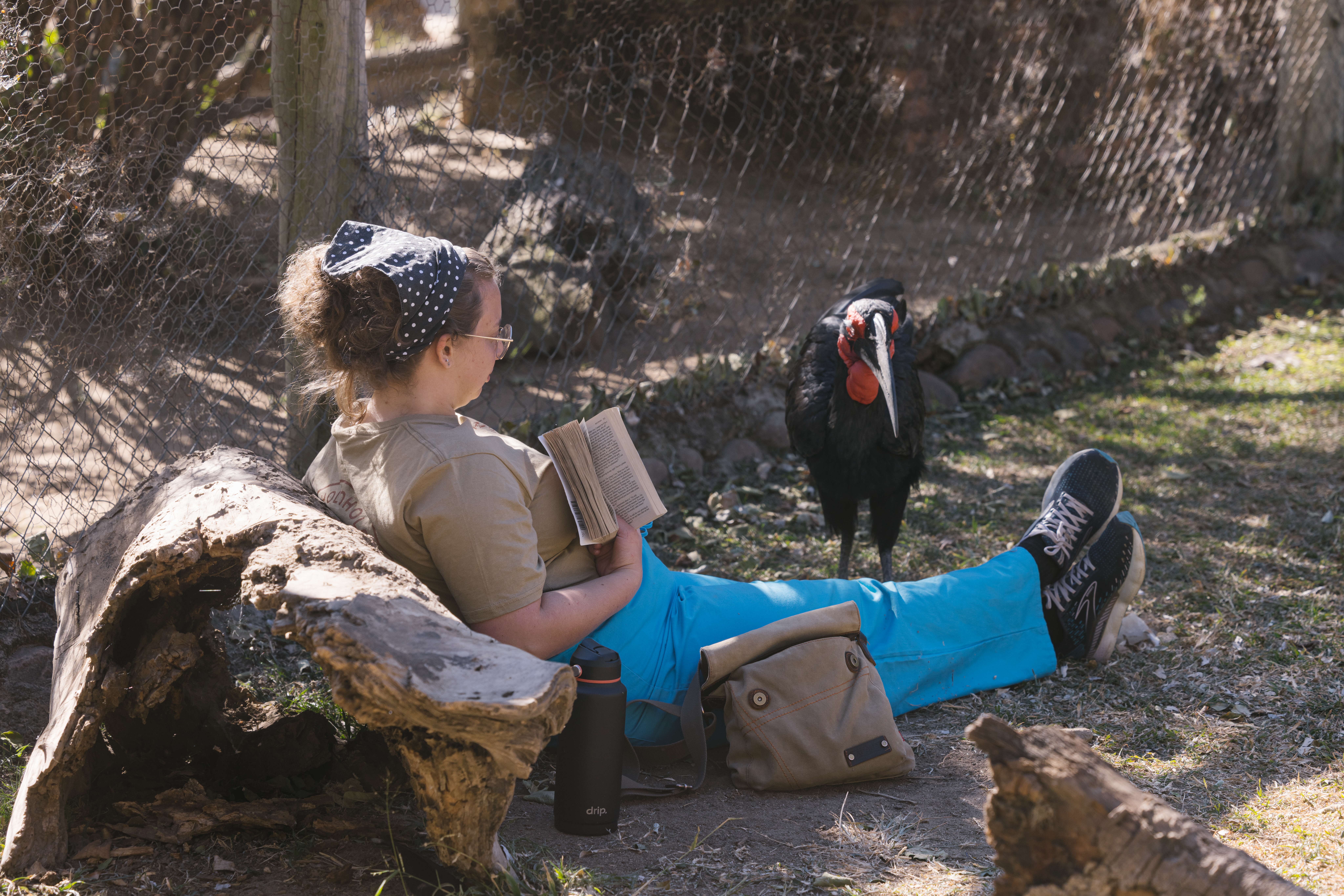 Biology school trips abroad - School Biology Field Trip - Volunteer reading her book next to a southern ground hornbill