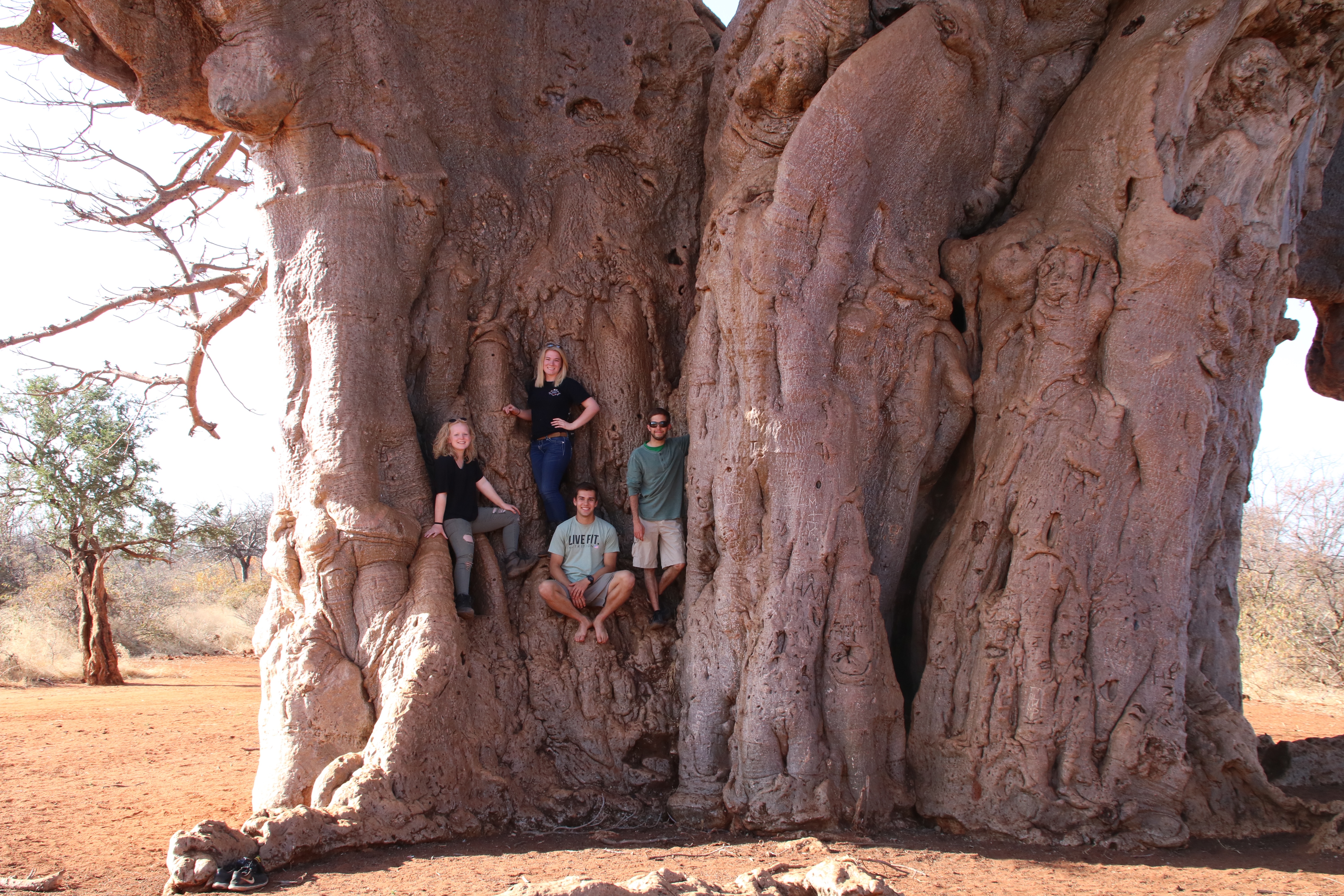 Service learning trips - Service Learning Field Trip - Group resting on the massive trunk of a boabab tree
