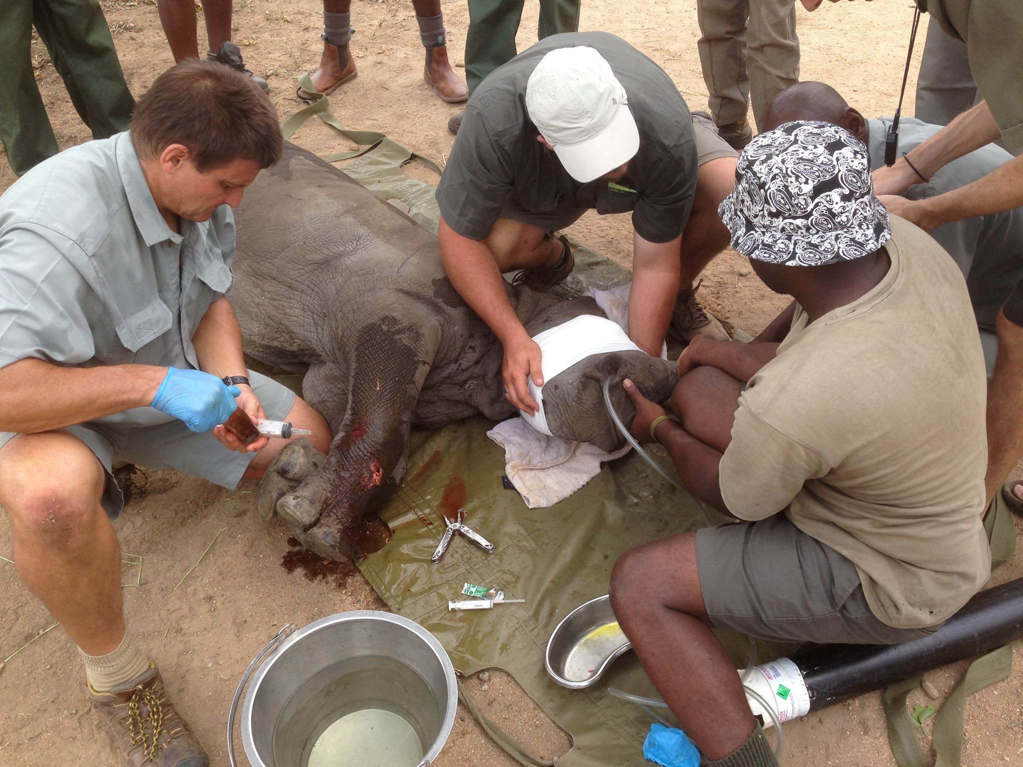 Wildlife veterinary trip to africa for universities - Veterinary Field Trip - Rhino being cared for by a team of vets