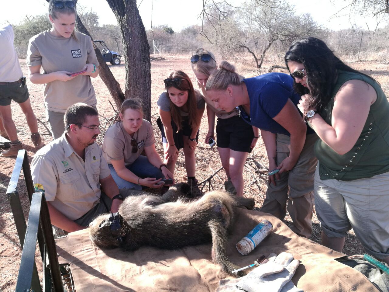 Wildlife veterinary trip to africa for universities - Veterinary Field Trip - Caring for a sedated monkey