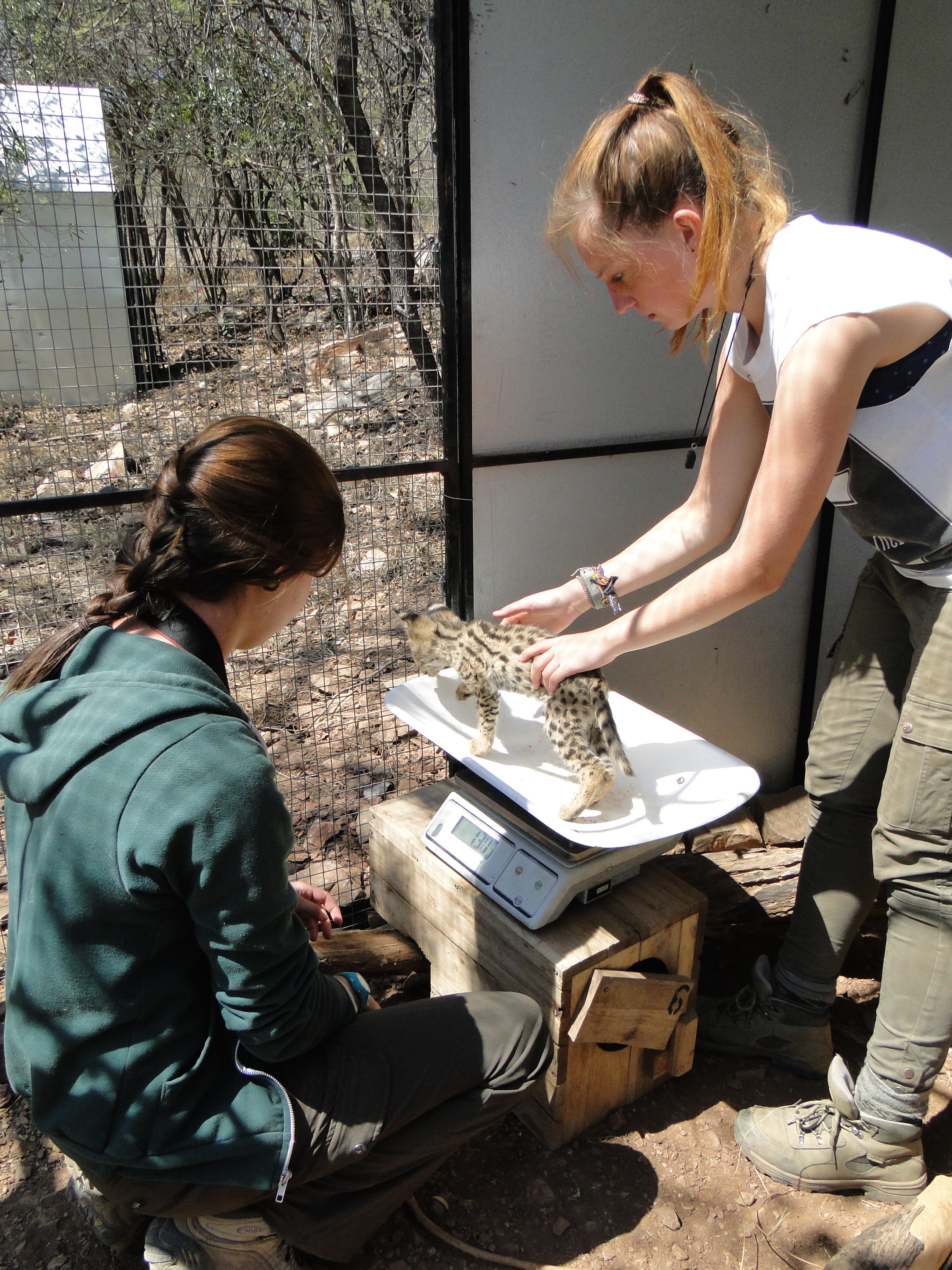 Wildlife veterinary trip to africa for universities - Veterinary Field Trip - Weighing baby serval