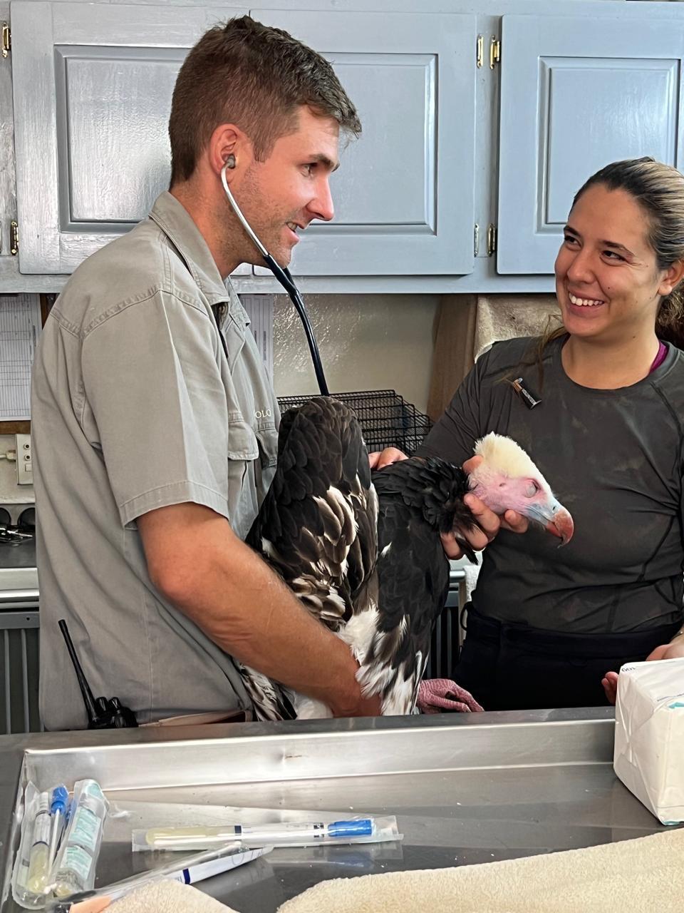 Animal care placements - Animal care placements - Treating for a vulture