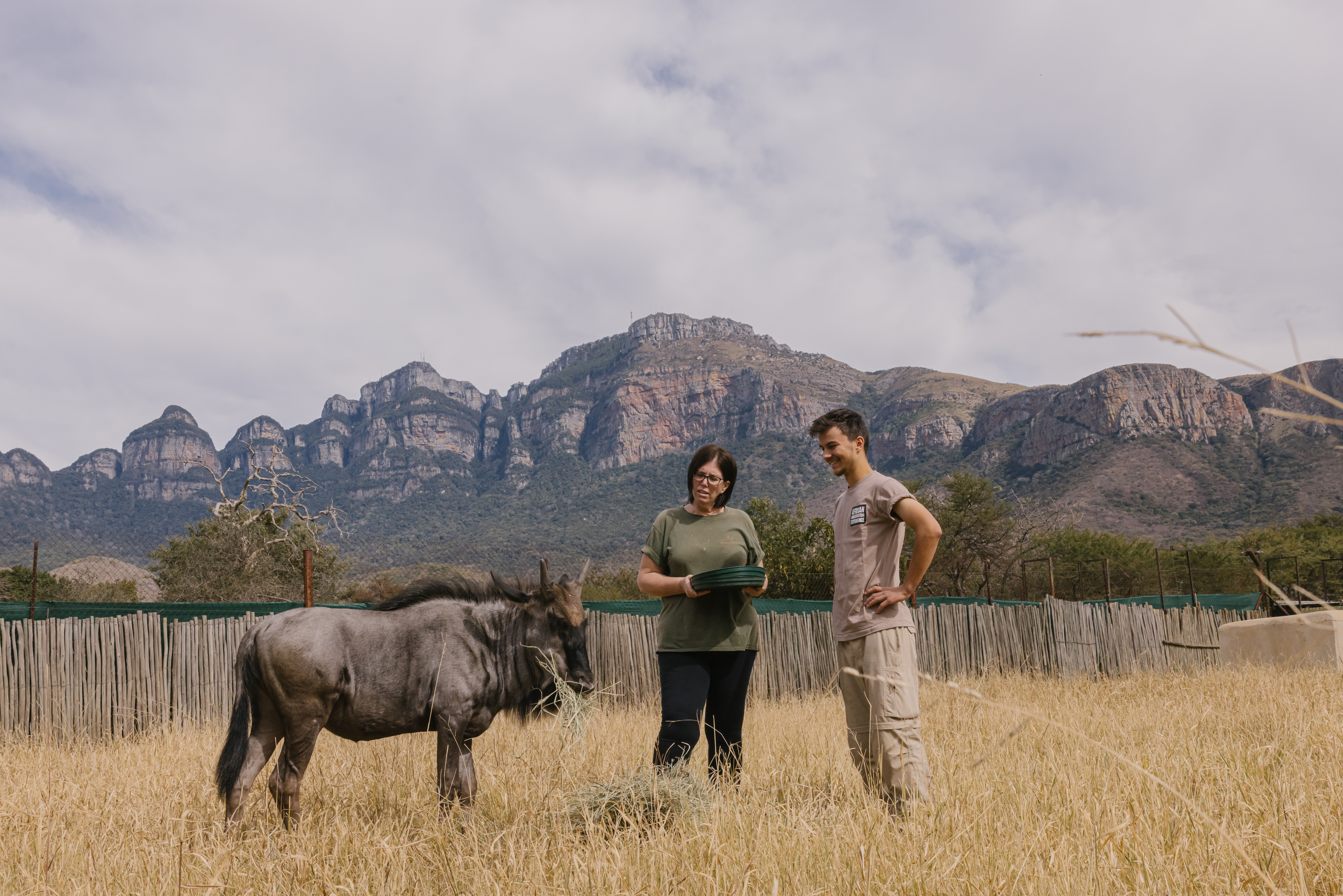 Animal care placements - Animal care placements - Volunteers caring for a wildebeest