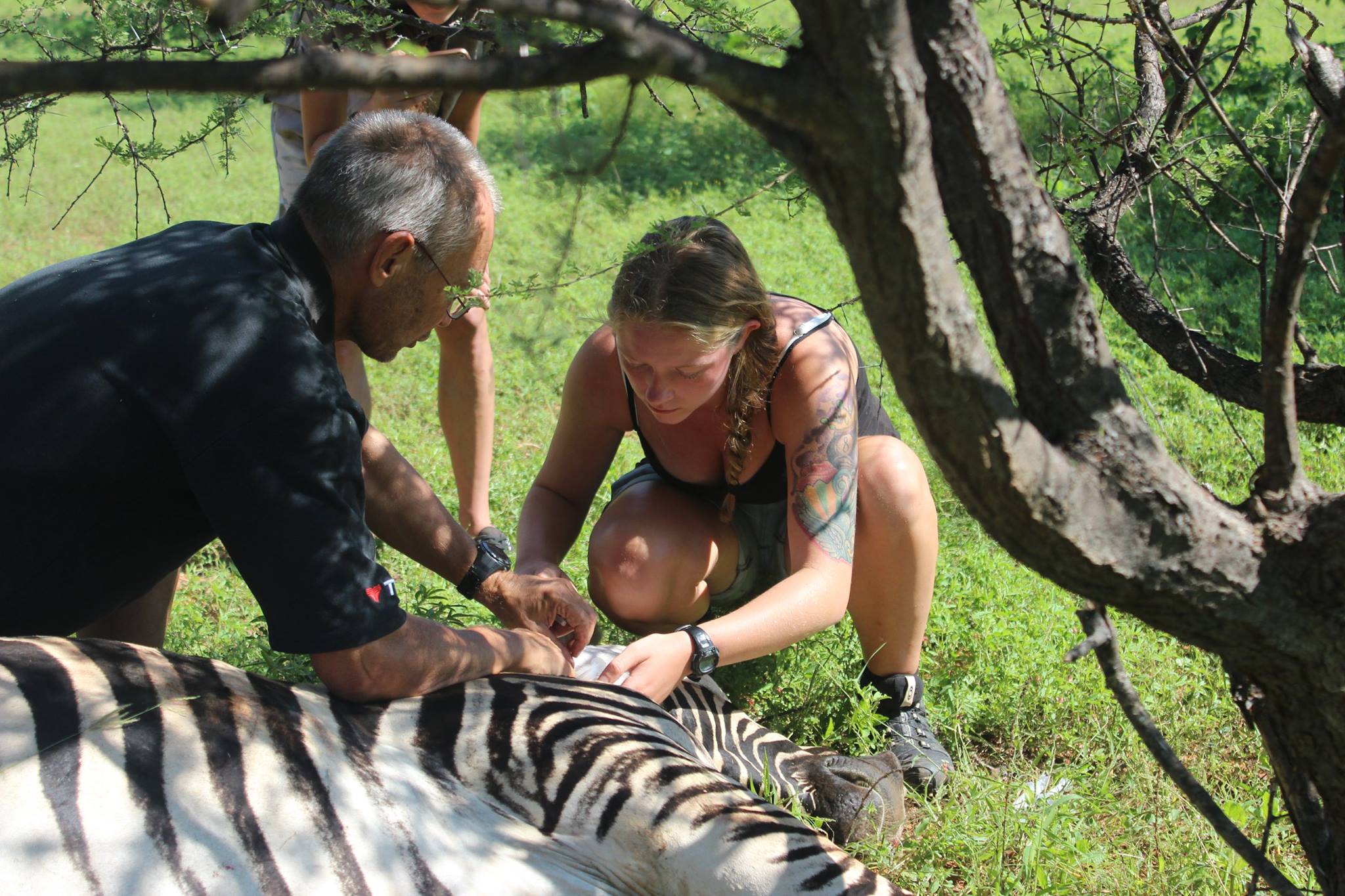 EMS Abroad - EMS Vet Placement - Volunteering aiding after a zebra