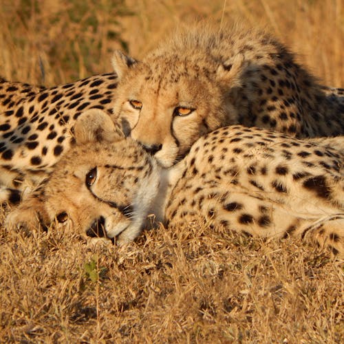 Conservation research internships - Research & Management Internships - Cheetahs resting on each other