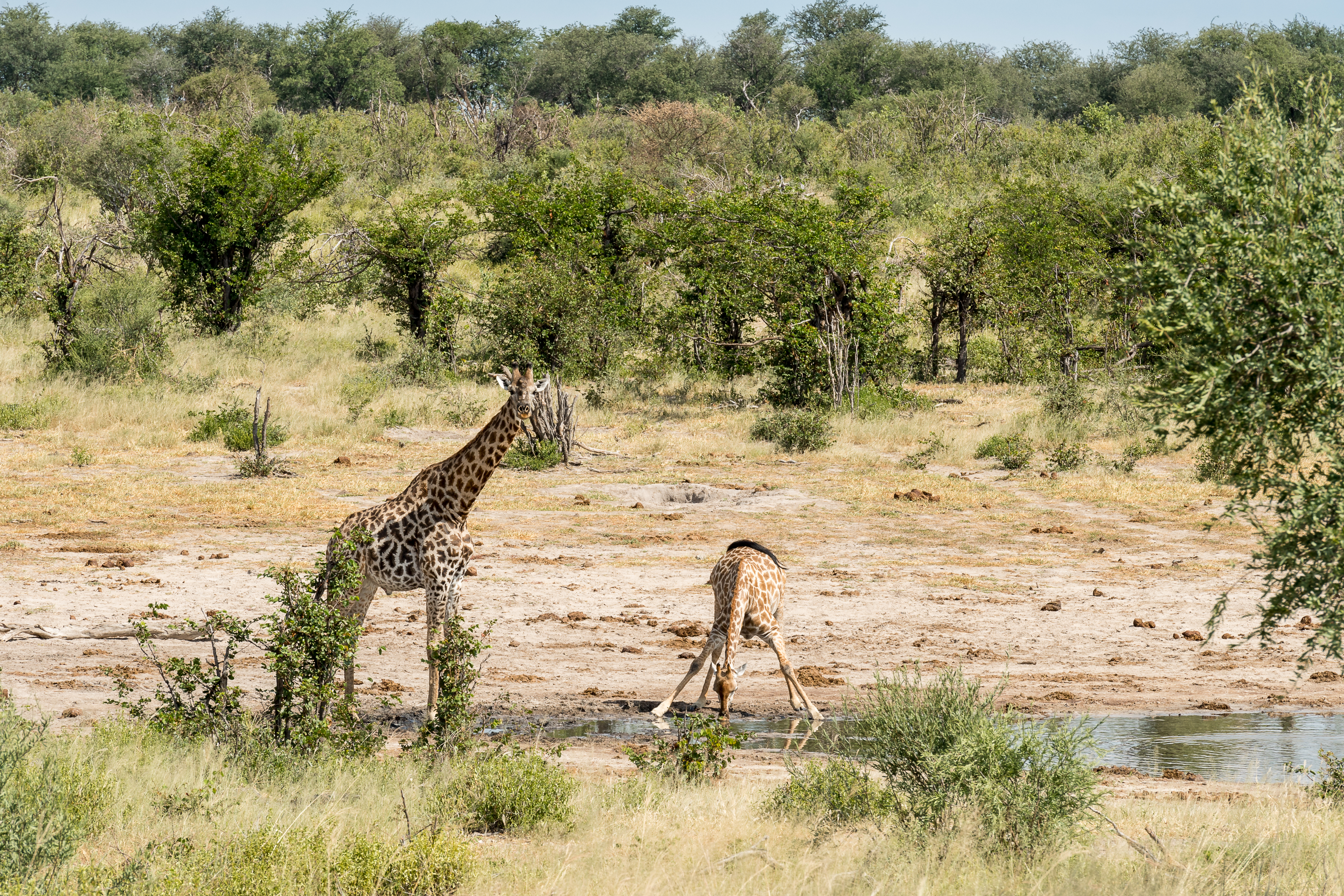 Gap year wildlife conservation - Gap year experiences - Giraffe drinking