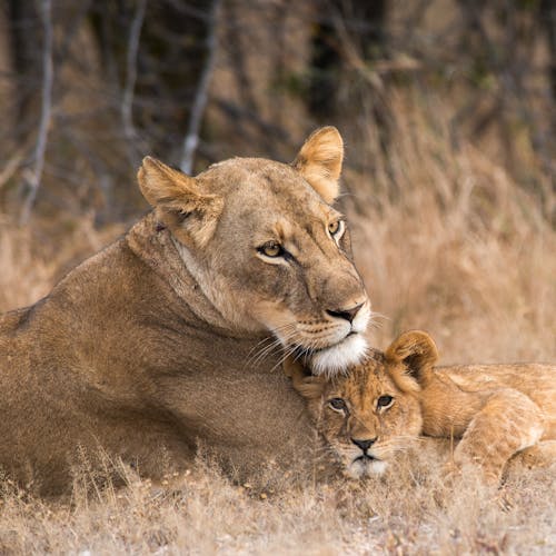 Lion conservation volunteer - Lion conservation experiences - Lion family resting on the ground