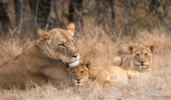 Lion conservation volunteer - Lion conservation experiences - Lion family resting on the ground