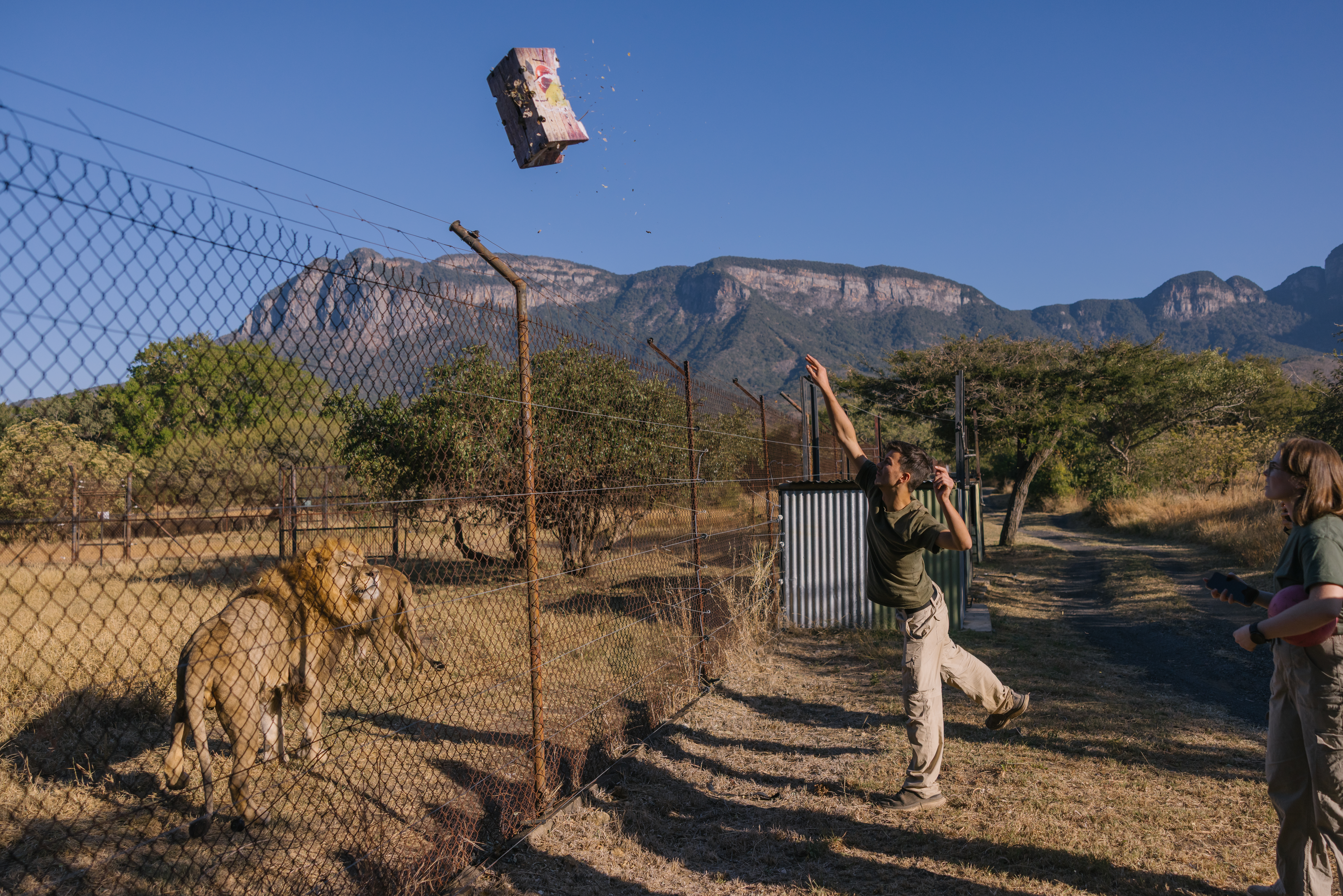 Lion conservation volunteer - Lion conservation experiences - Volunteer feeding lions at a rehab centre