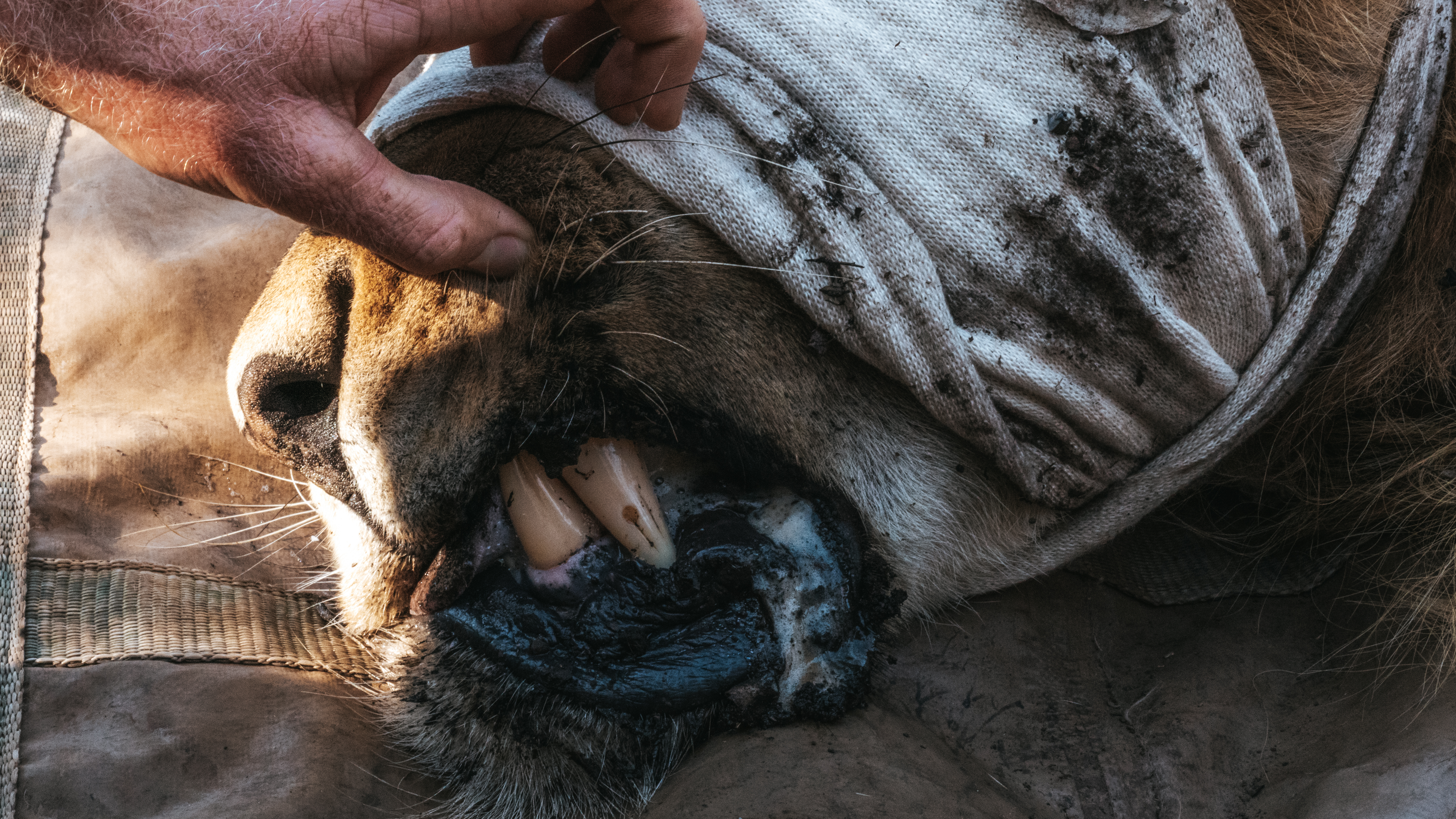 Lion conservation volunteer - Lion conservation experiences - Lion closeup on the mouth