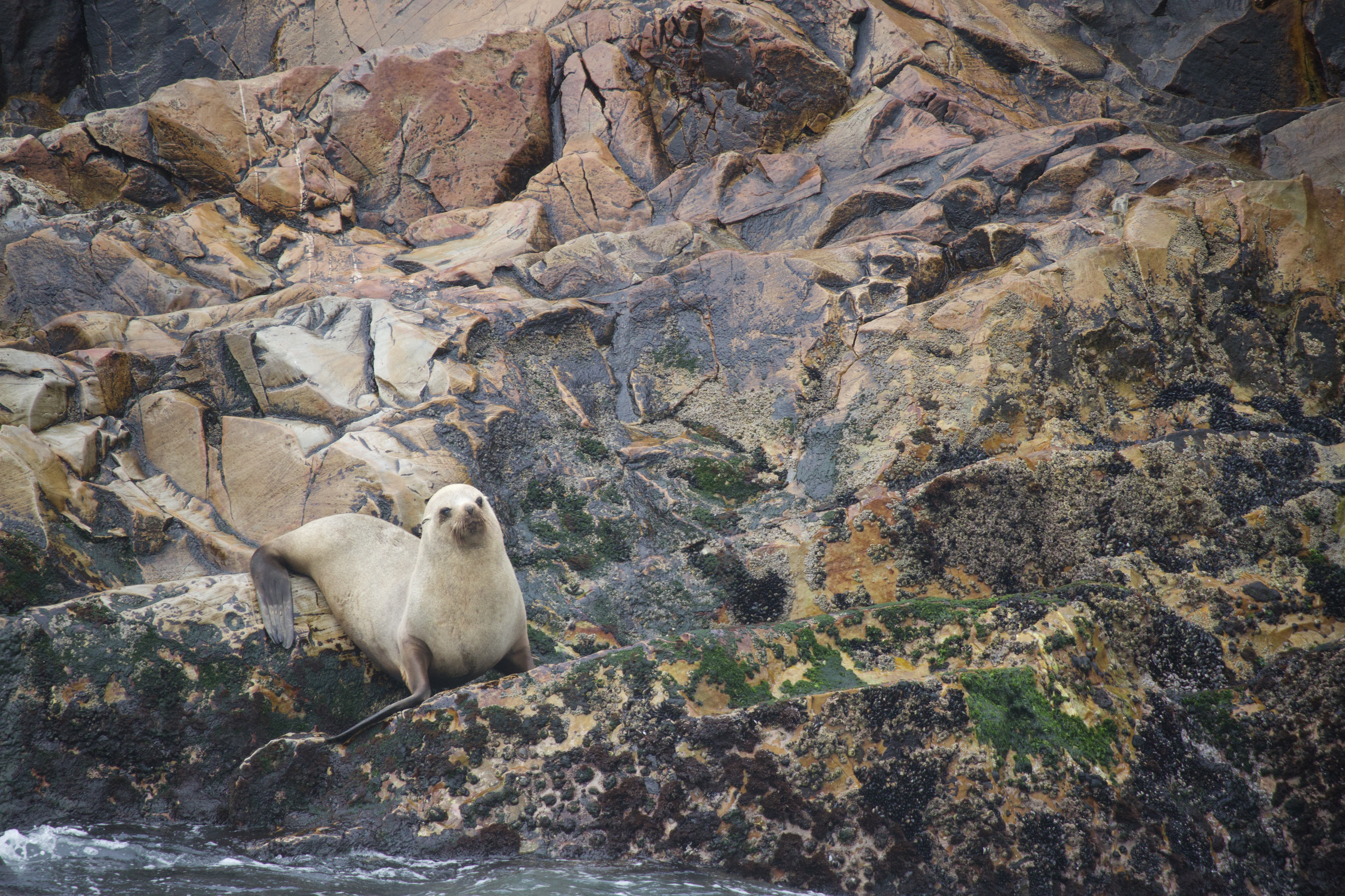 Marine conservation volunteering - Marine Conservation - Seal on a rock