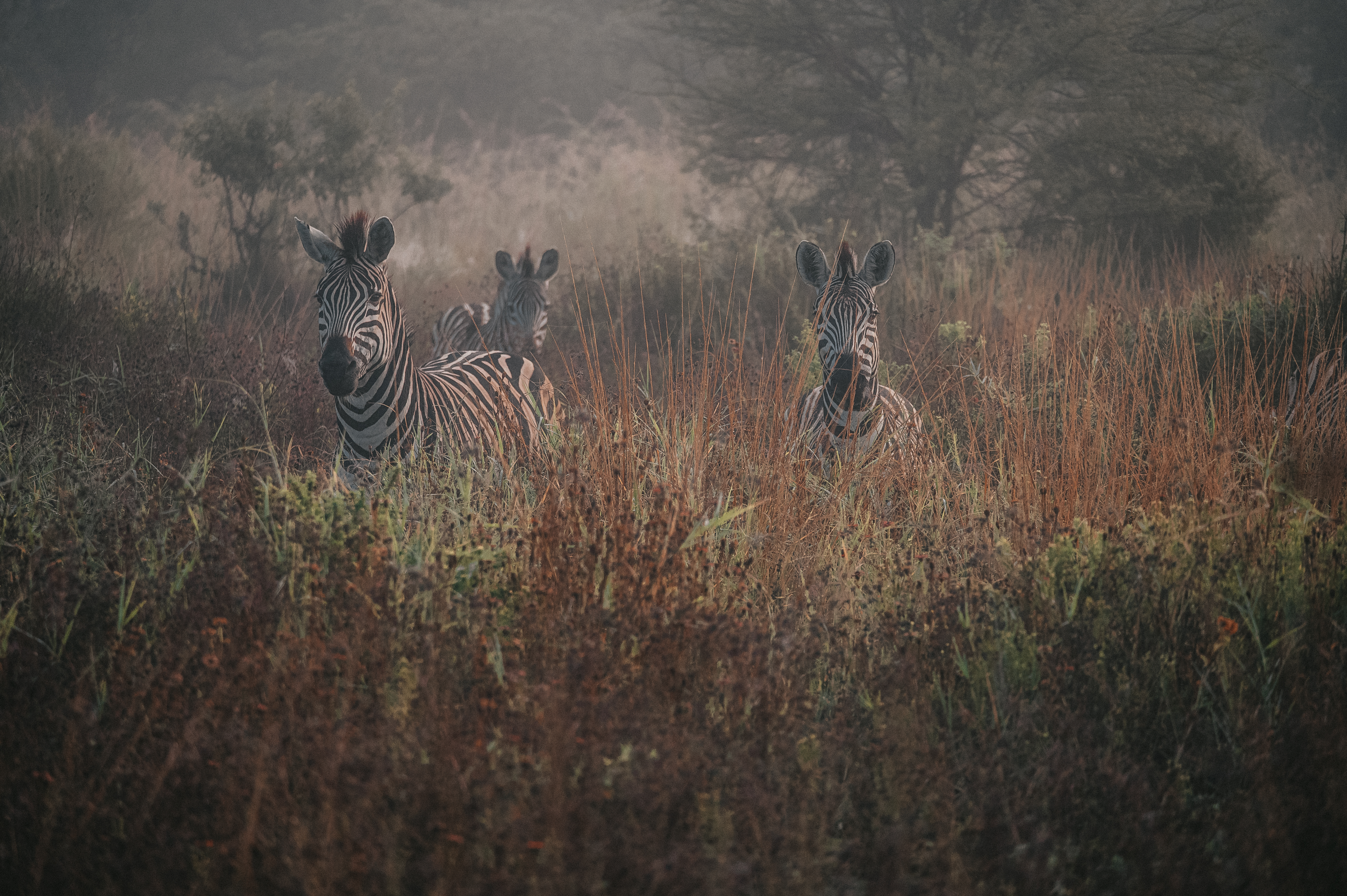 Best volunteer abroad programs - Recommended volunteer experiences - Zebras looking at the camera