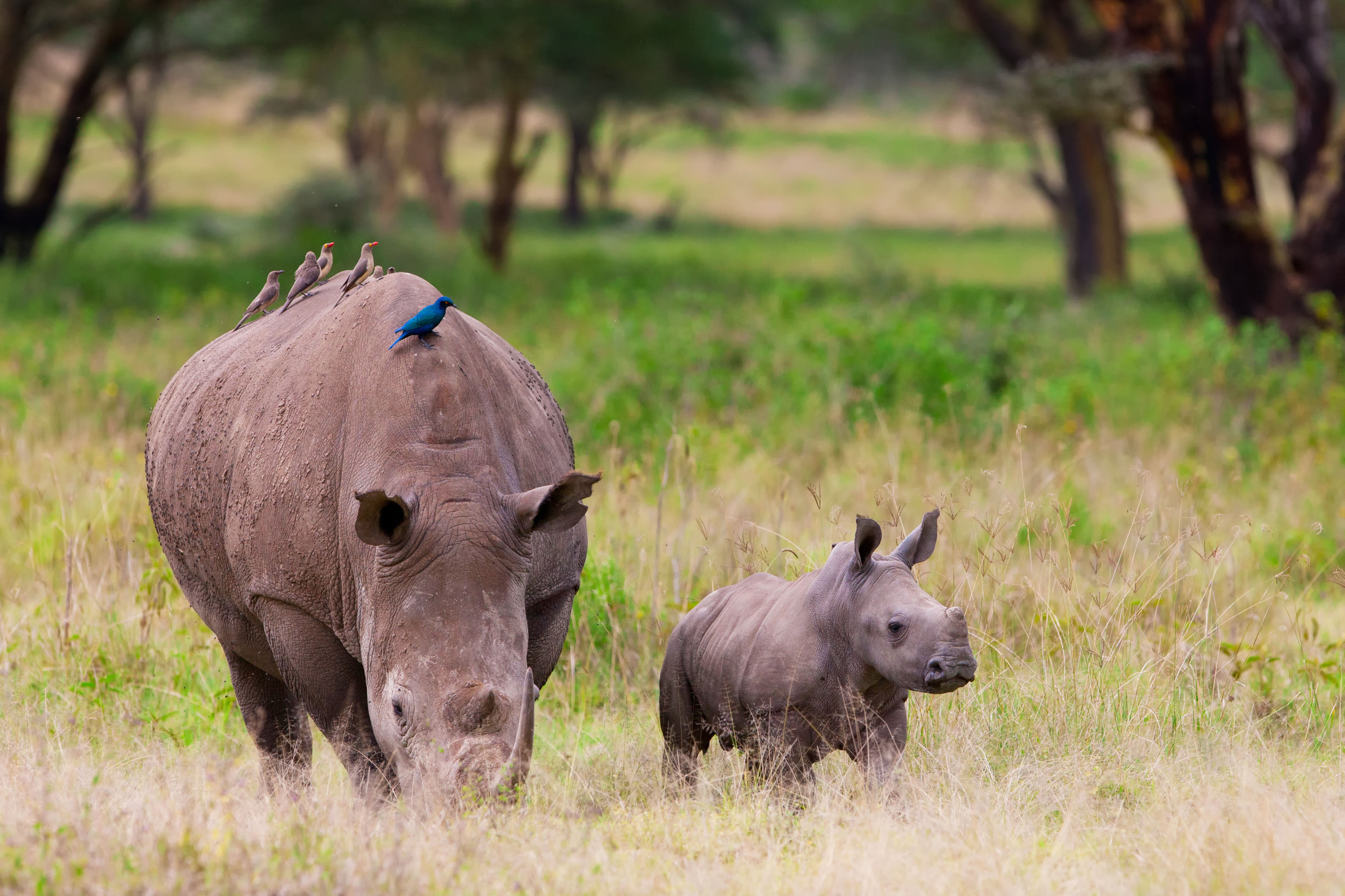 Rhino conservation volunteer - Rhino conservation experiences - Rhino baby alongside mother