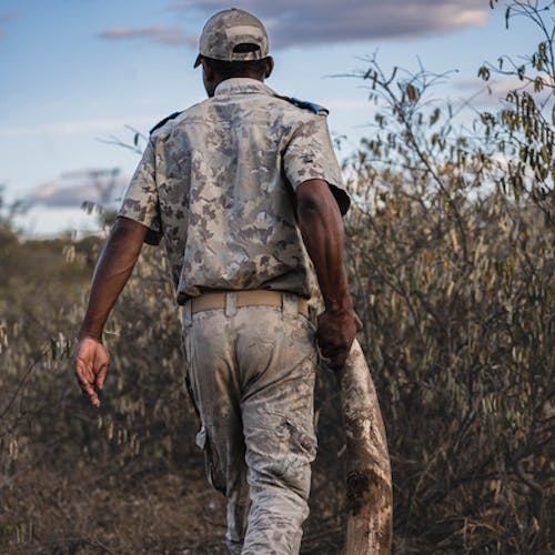Phinda Research July 2025 Ranger with ivory