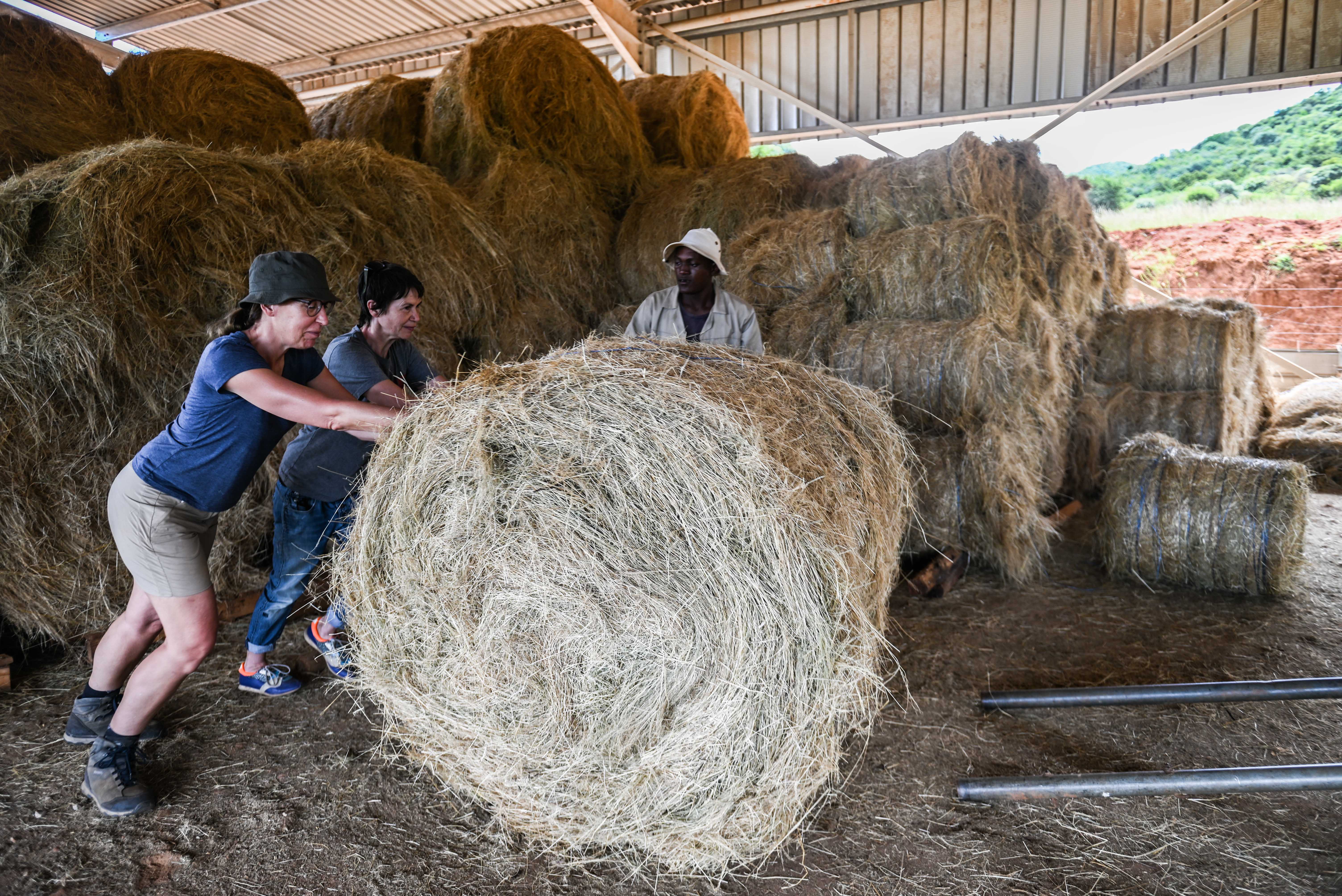 Short term volunteer work abroad - Short term volunteer work - Volunteers working with haybails