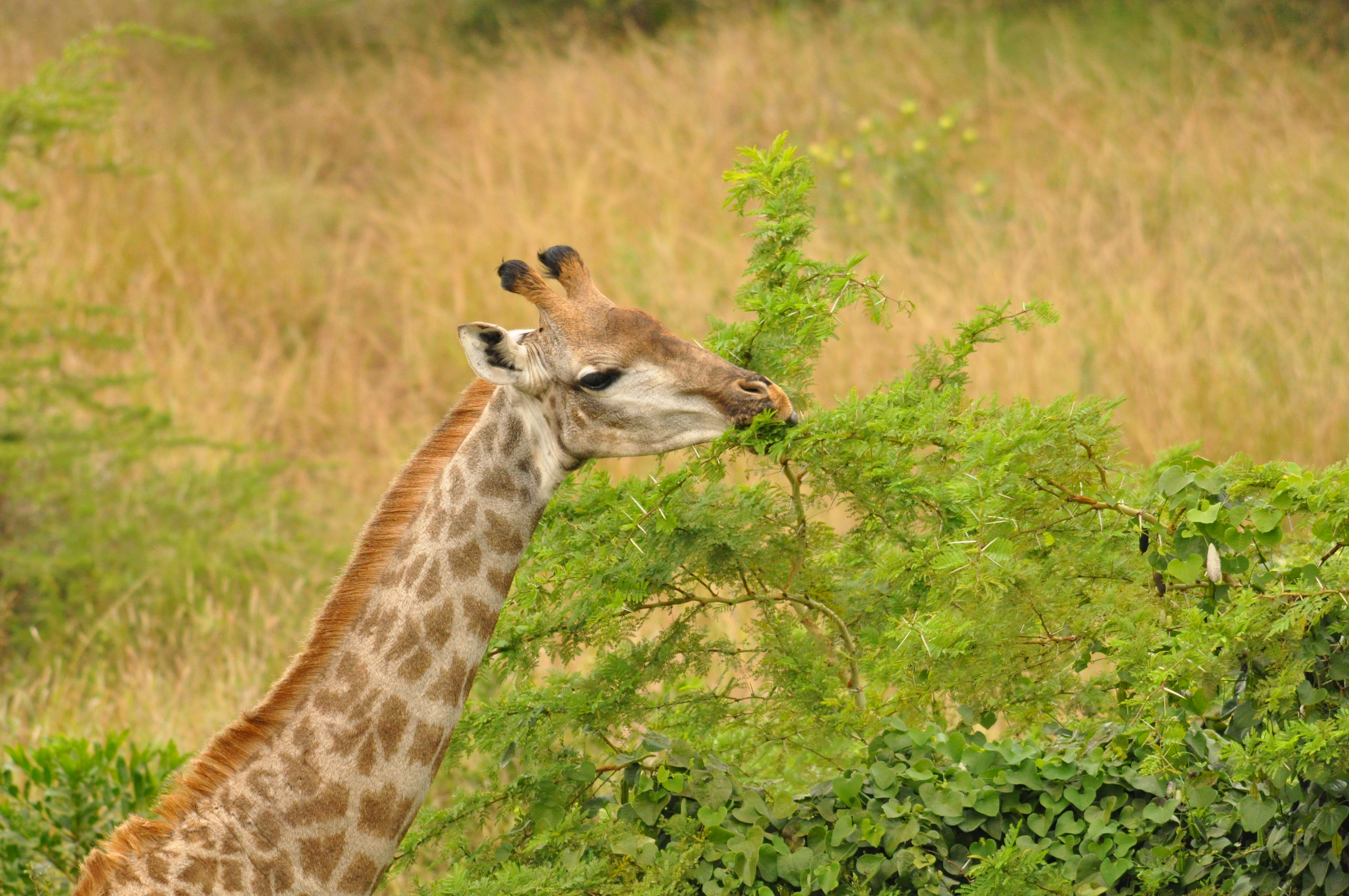 Short term volunteer work abroad - Short term volunteer work - Giraffe eating leaves off a branch
