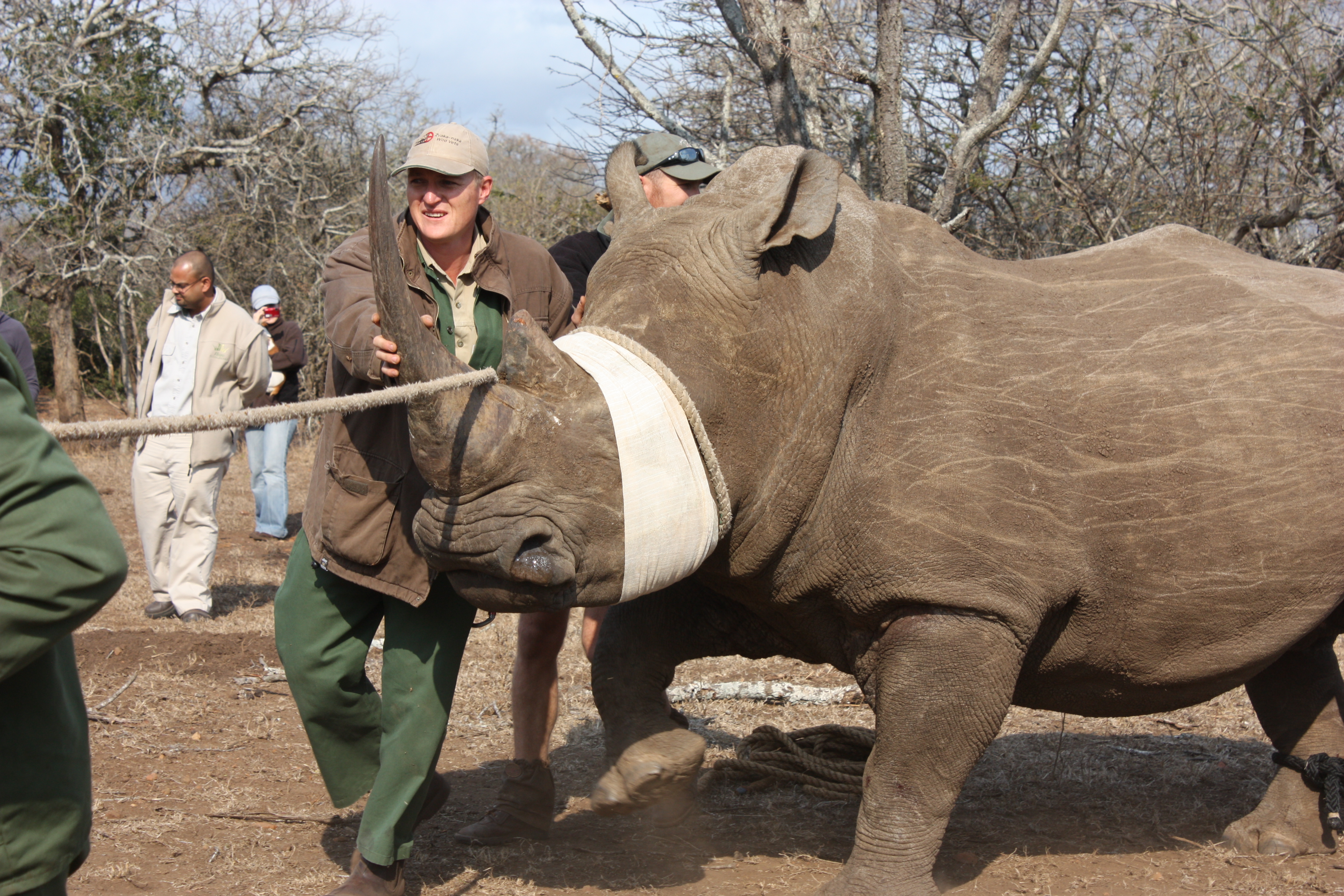 Wildlife vet volunteer - Wildlife veterinary experiences - Rhino relocation