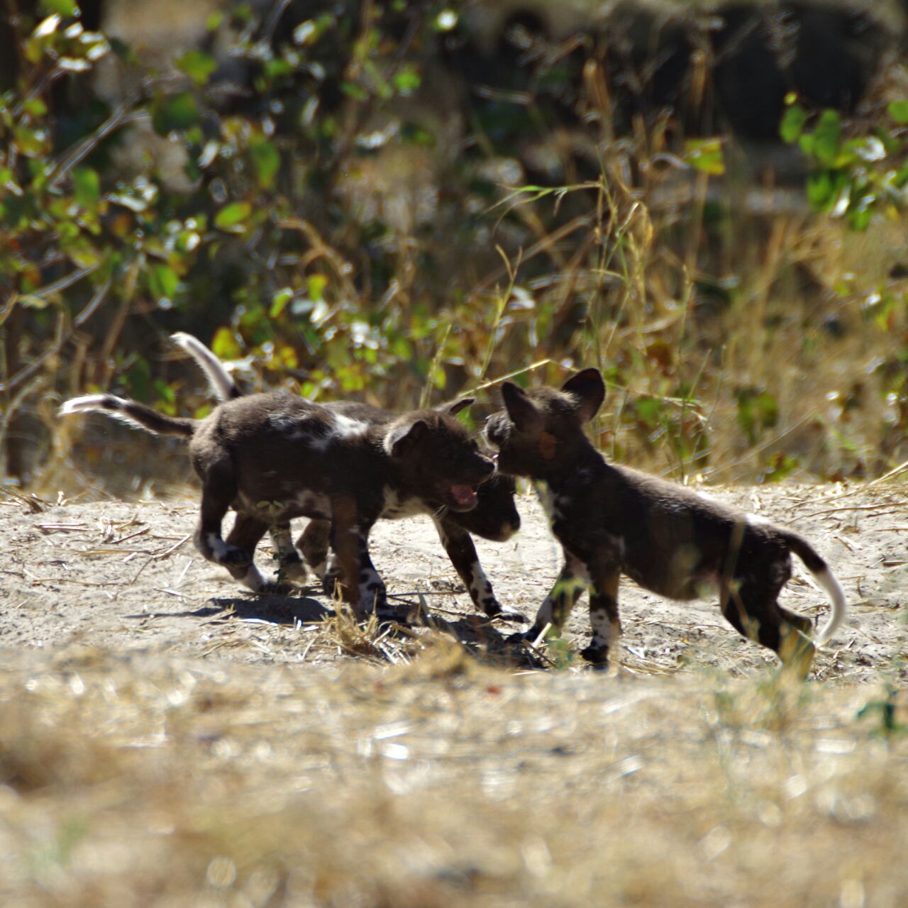 African wild dog conservation volunteer - African Wild dog experiences - Wild dog pups in the field