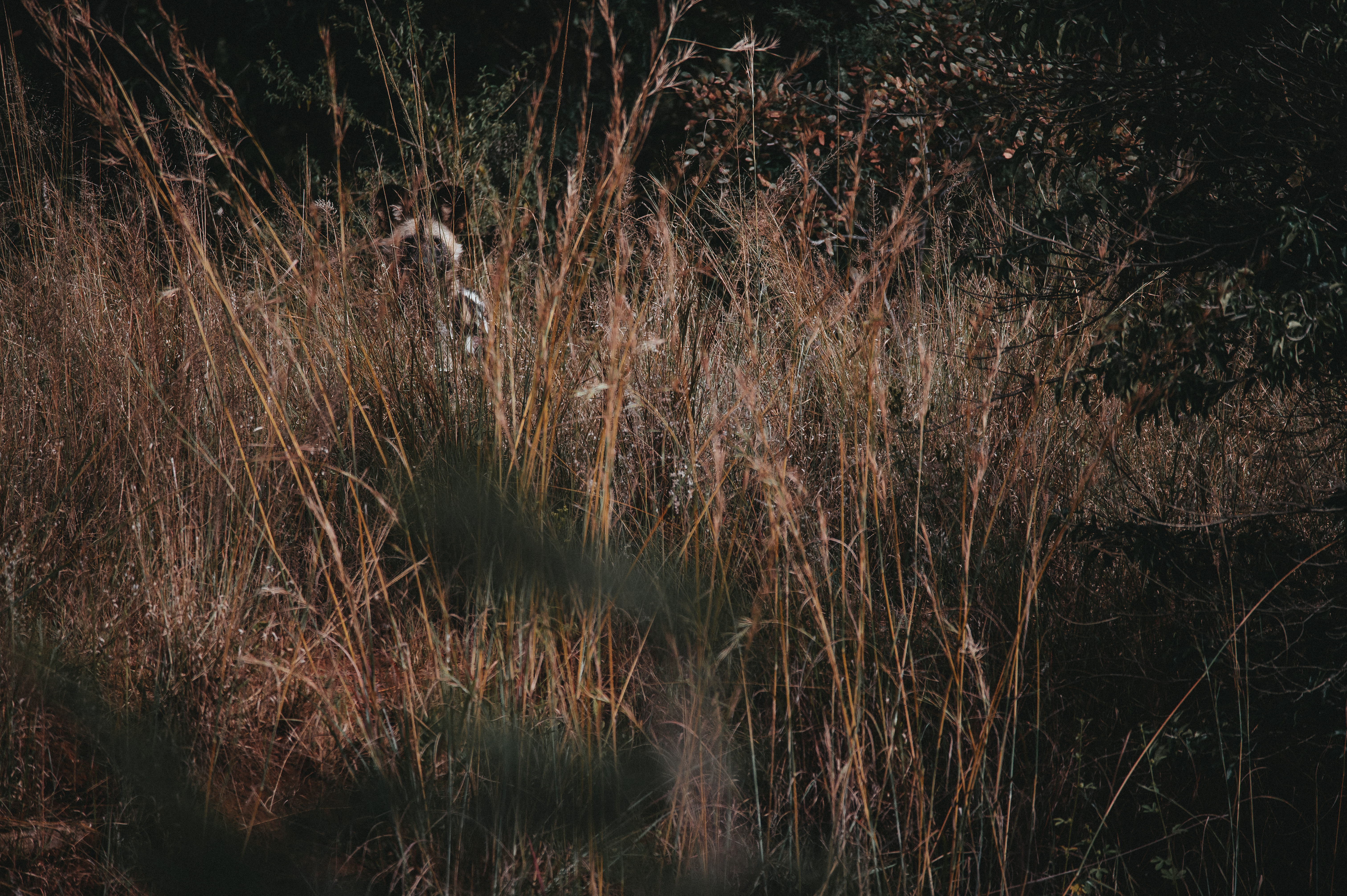 African wild dog conservation volunteer - African Wild dog experiences - Wild dog spotted in the long grass