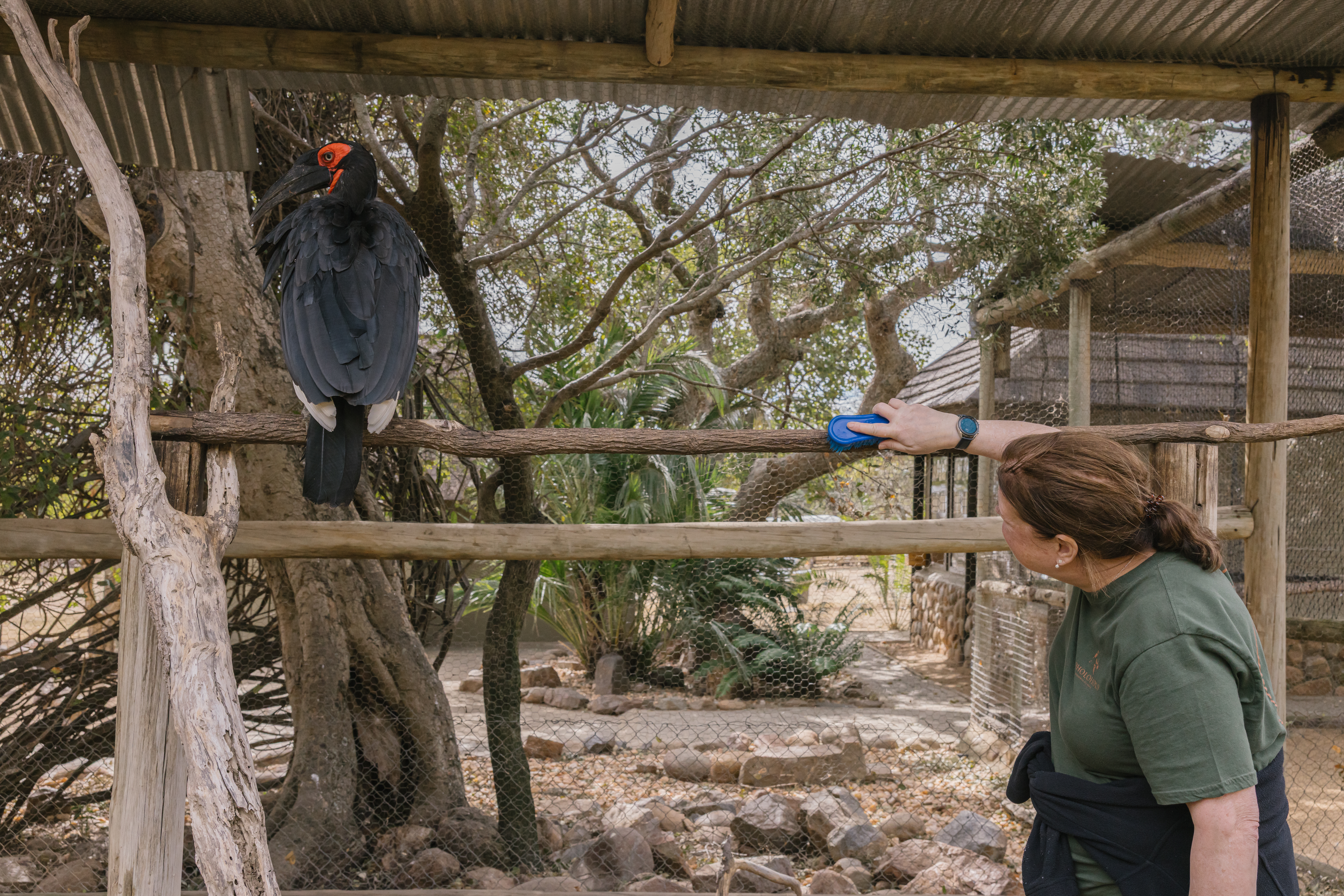 Wildlife rehabilitation volunteer opportunities - Wildlife Care & Rehabilitation - Volunteer cleaning wiht a southern ground hornbill in the background