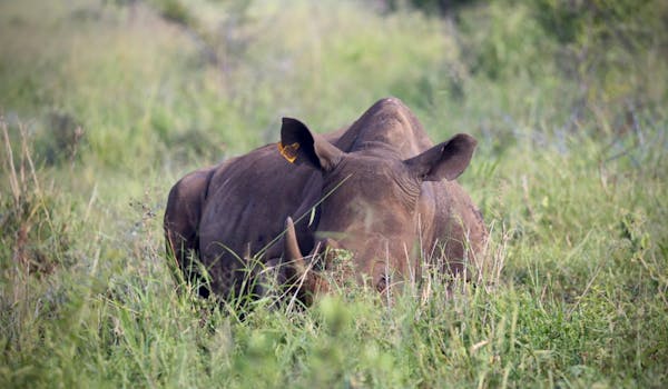 Terra X Blog: rhino laying down in long grass