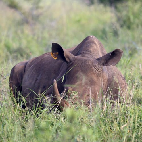 Terra X Blog: rhino laying down in long grass