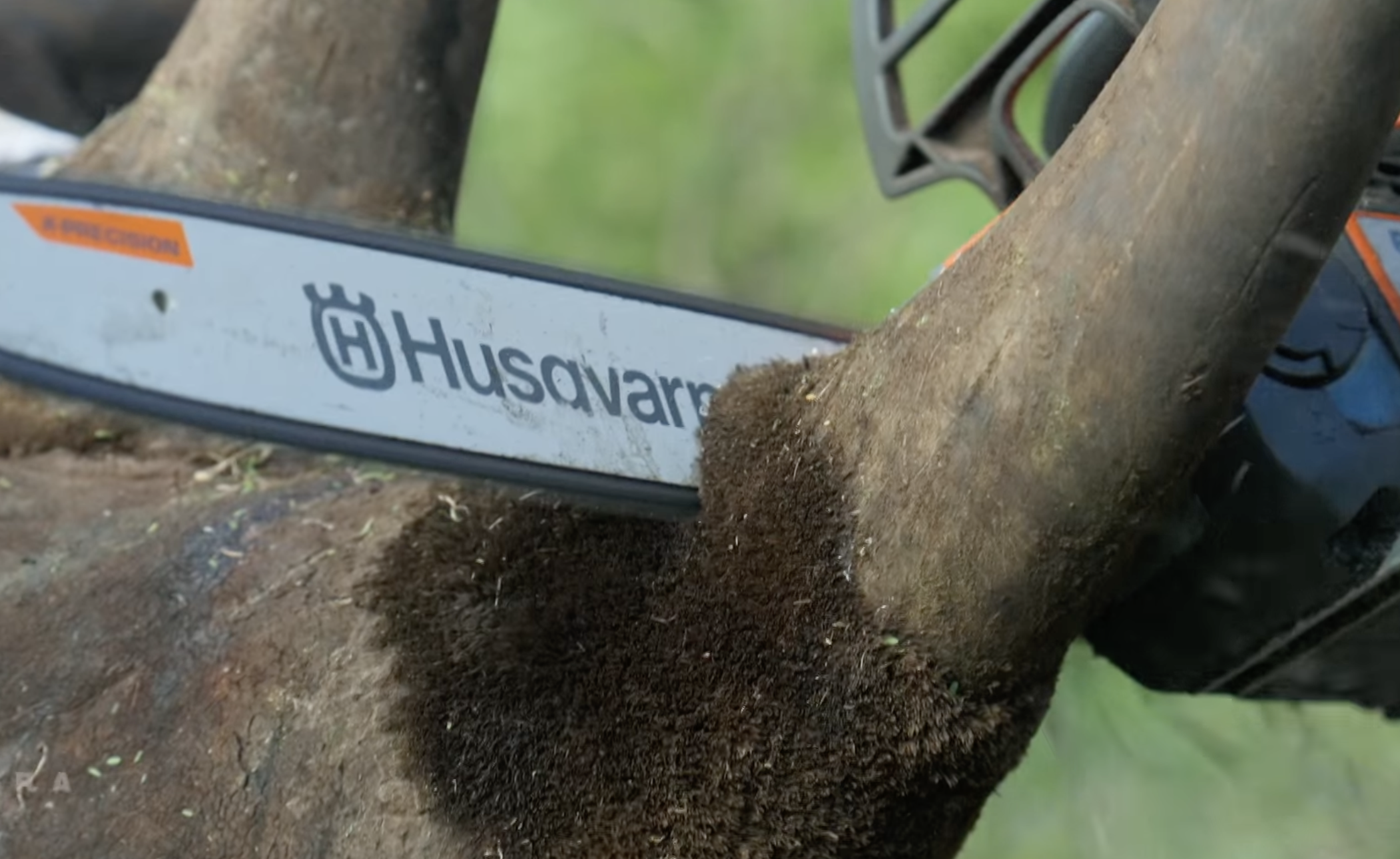 Phinda Terra X: a rhino horn being trimmed using a chain saw