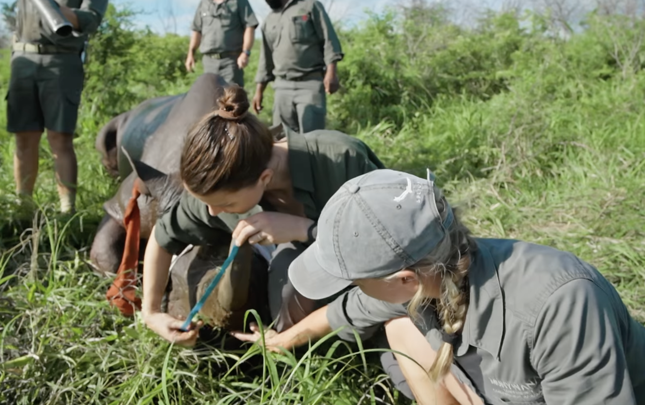 Terra X Phinda: Hannah measuring the rhino horn