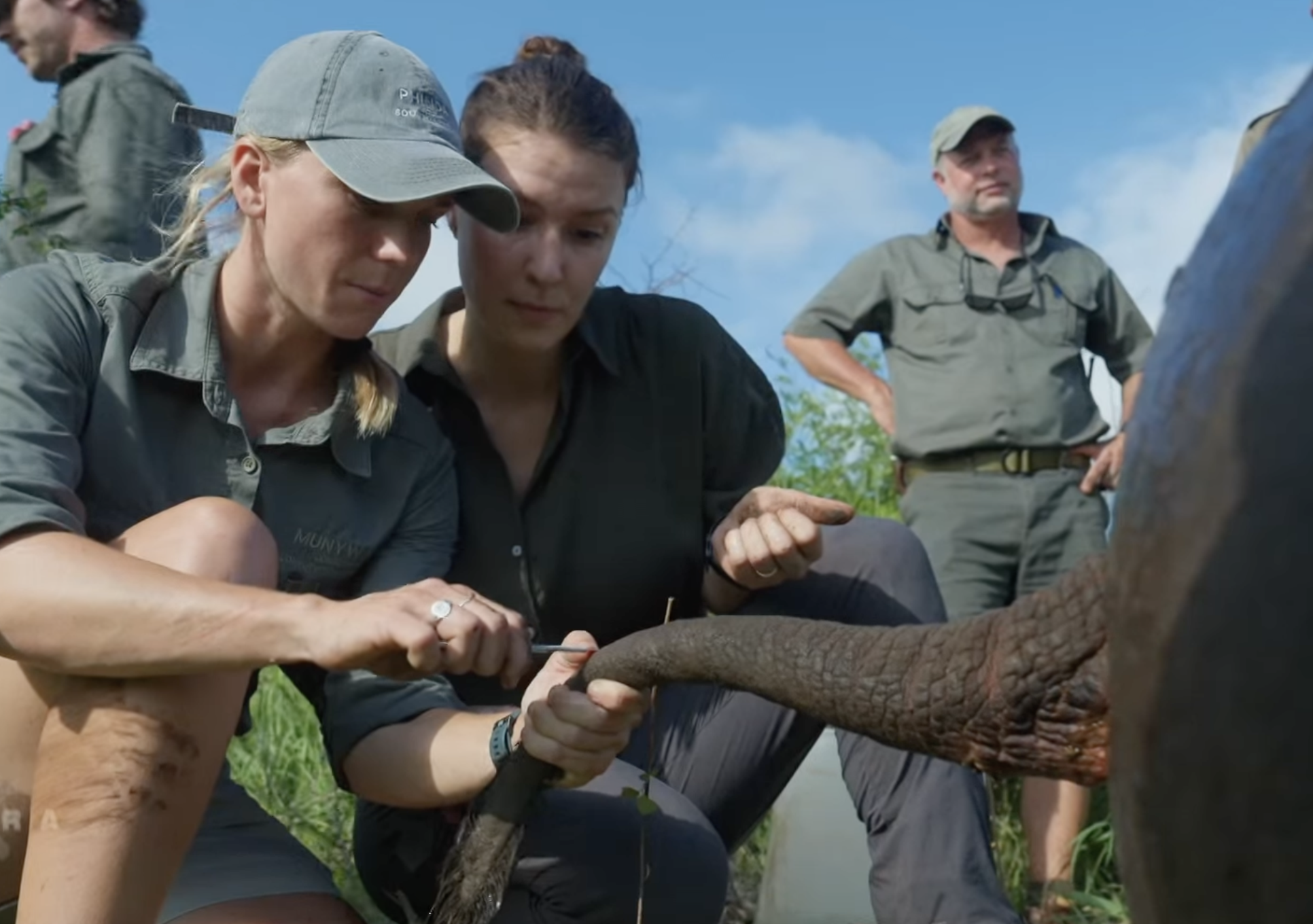 Phinda Terra X: Hannah helping the team take hair samples from the rhino 