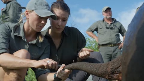 Phinda Terra X: Hannah helping the team take hair samples from the rhino