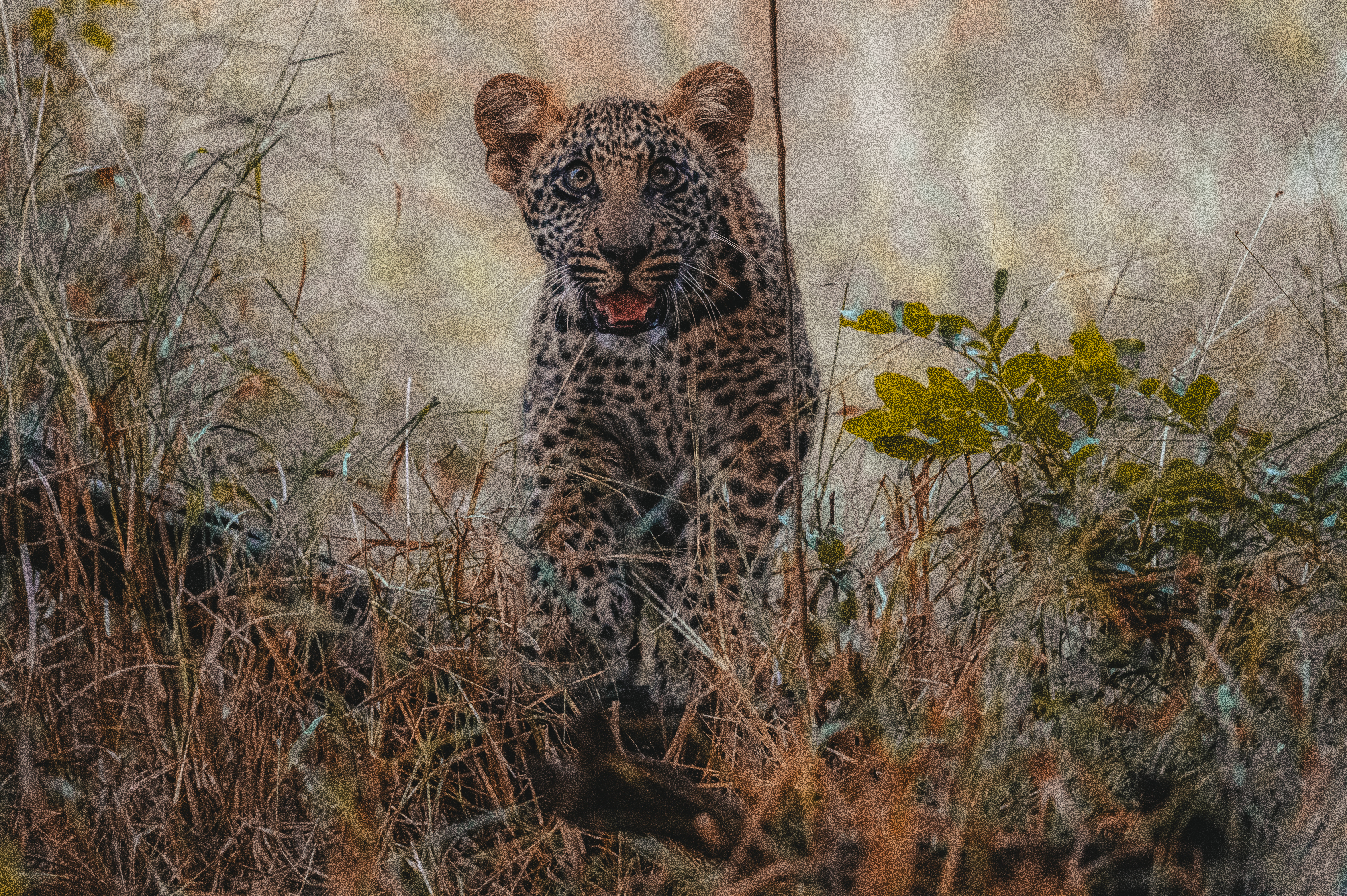 Leopard - Umsele Wildlife Research Internship