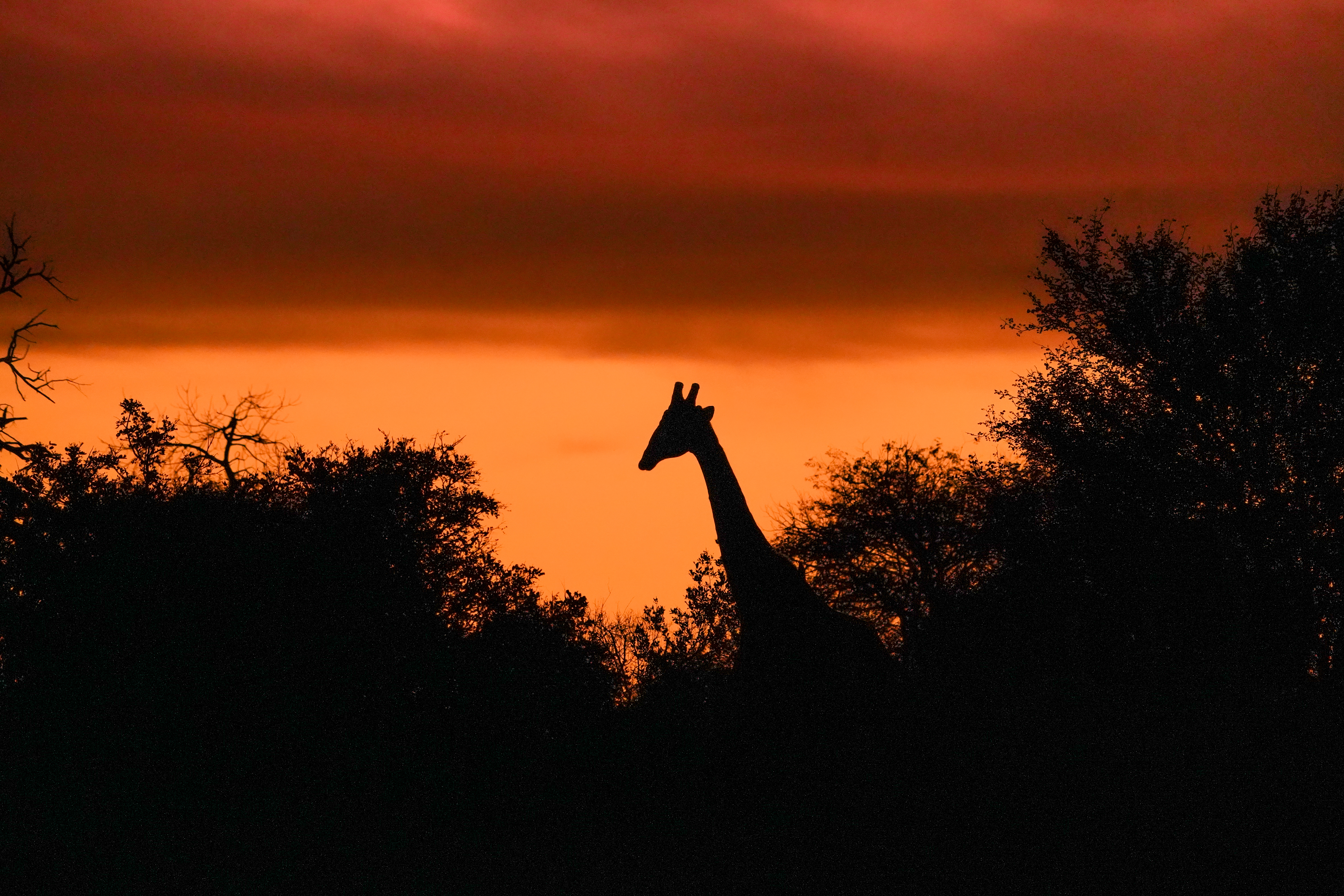 Giraffe At Sunset - Umsele Wildlife Research Internship