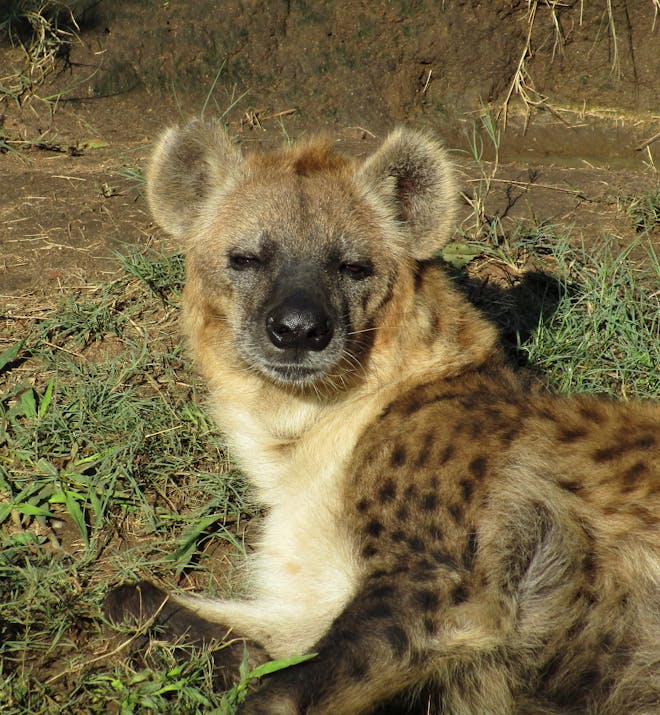Femke Benda: Hyena in the sun